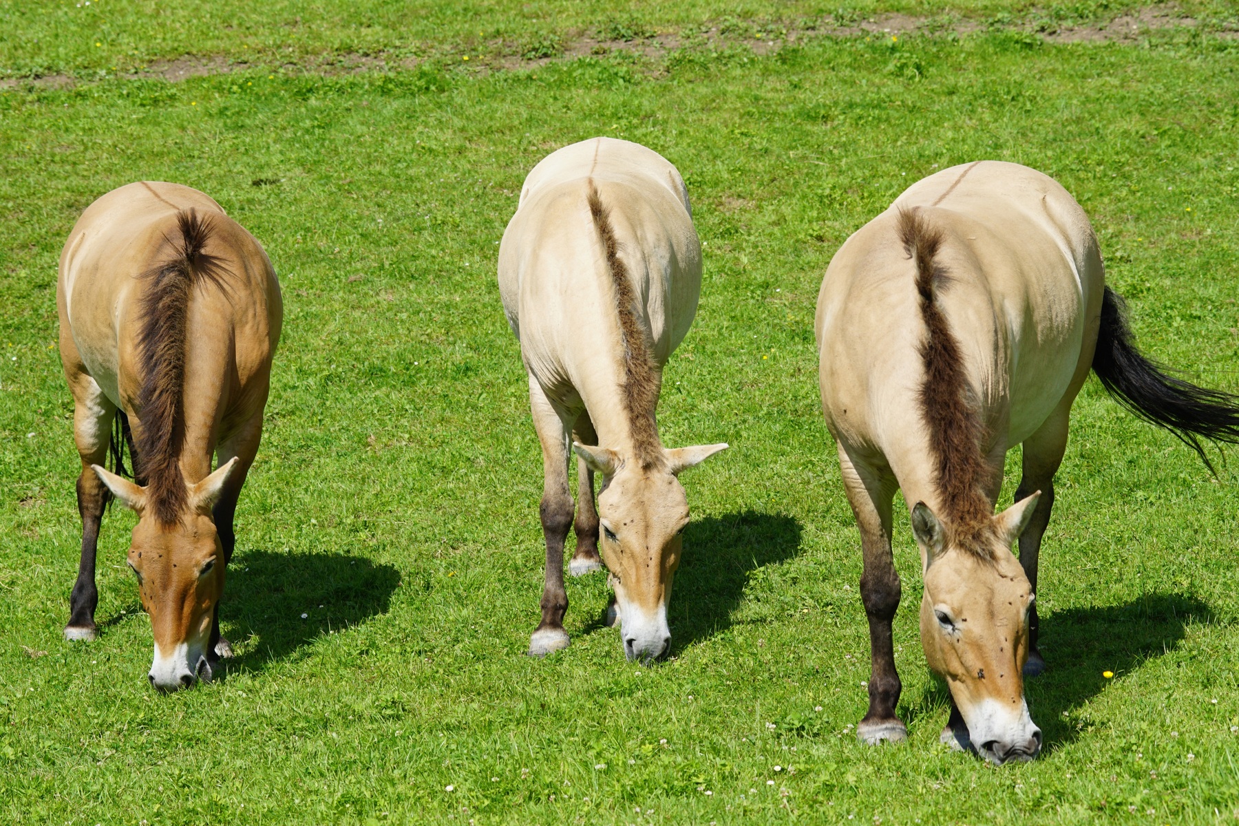 Equus (genus) logo