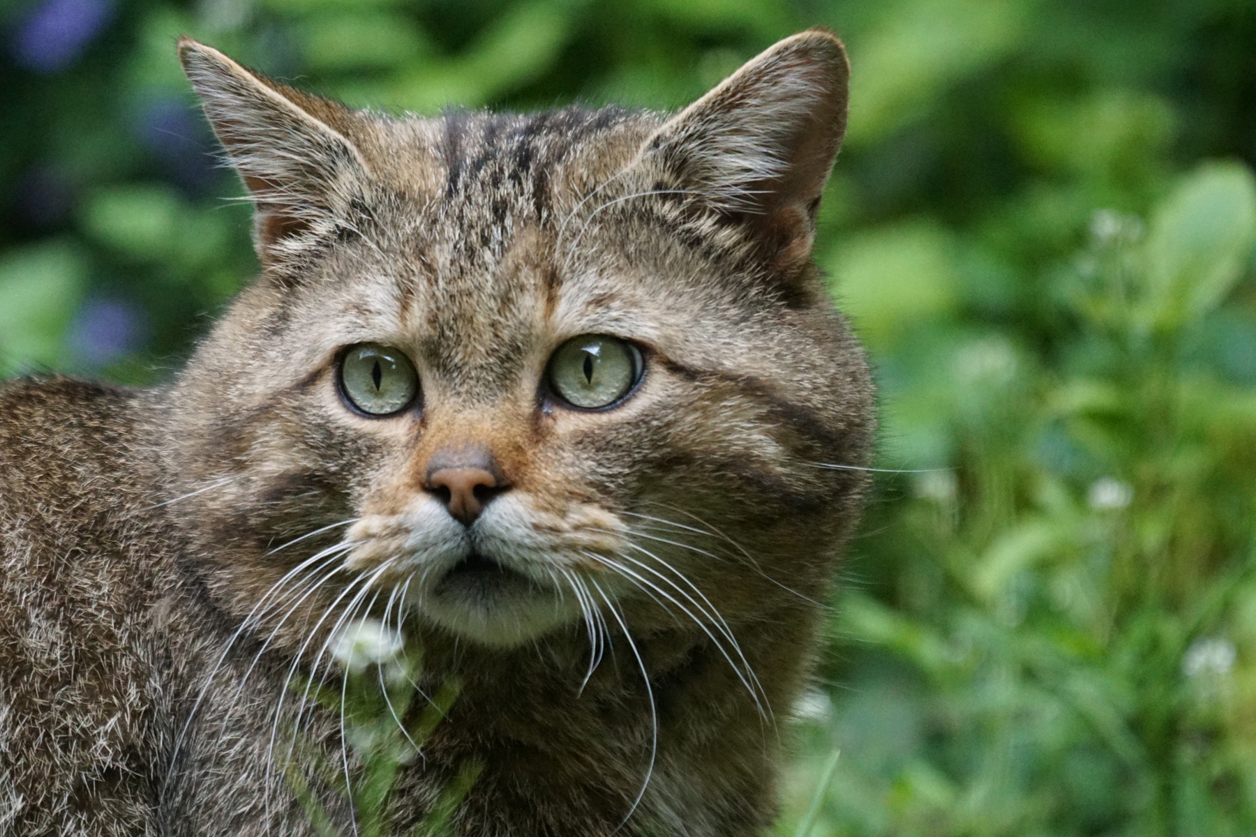 Felis