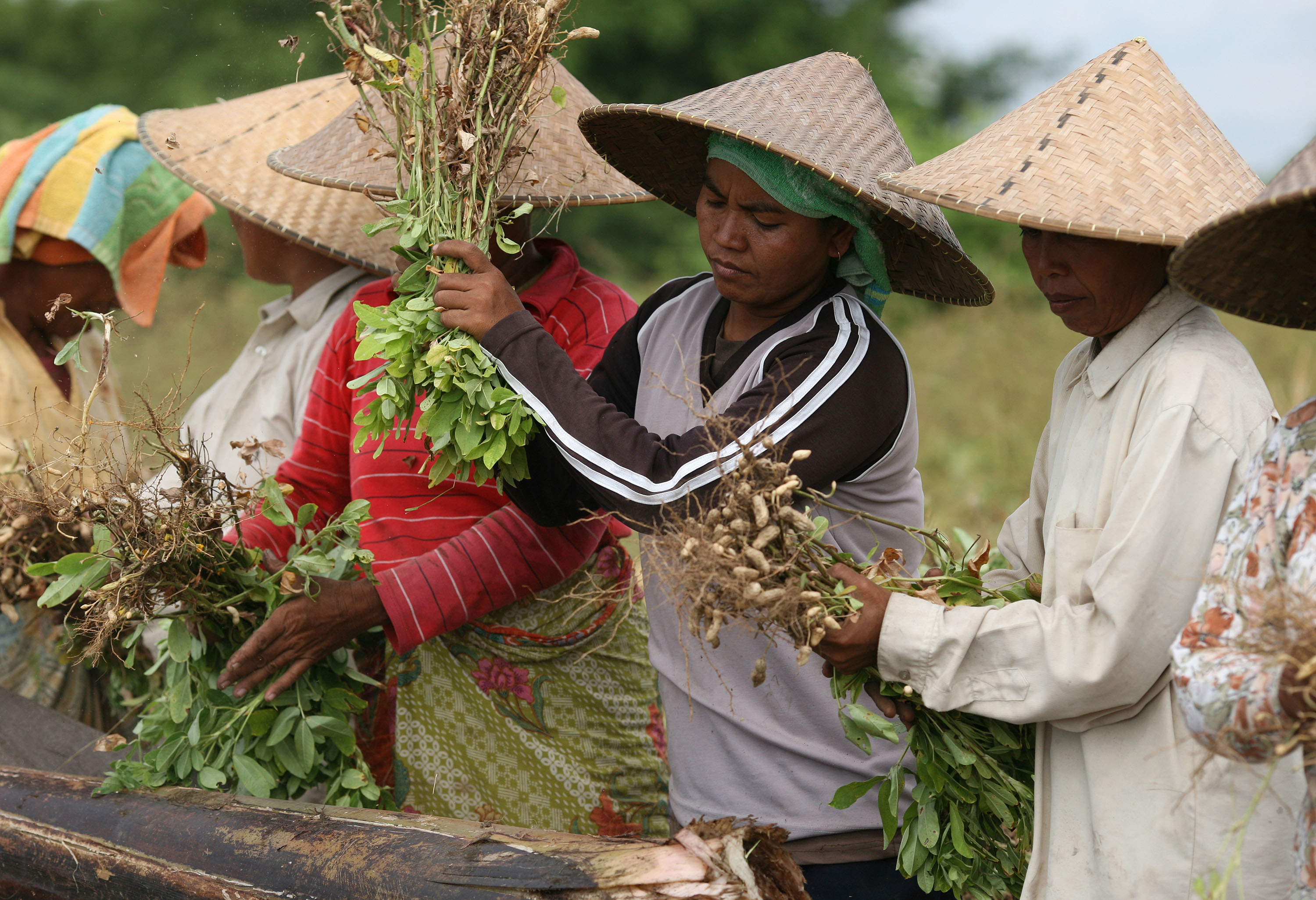 Food security logo