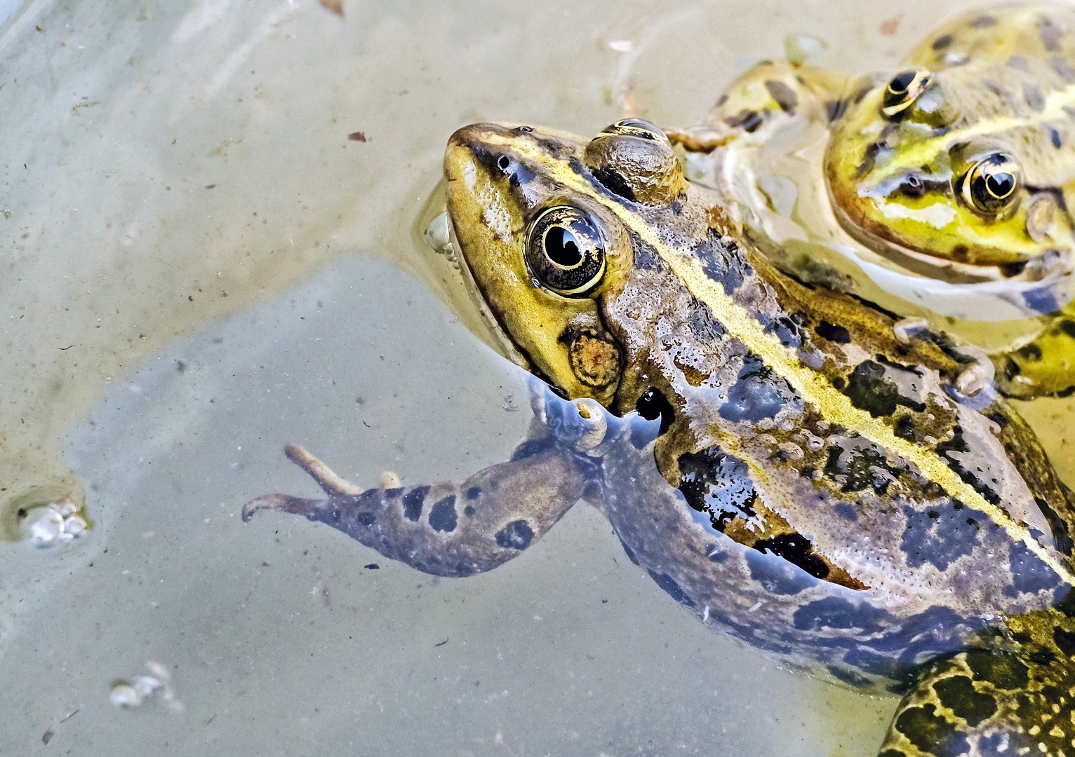 Frog logo