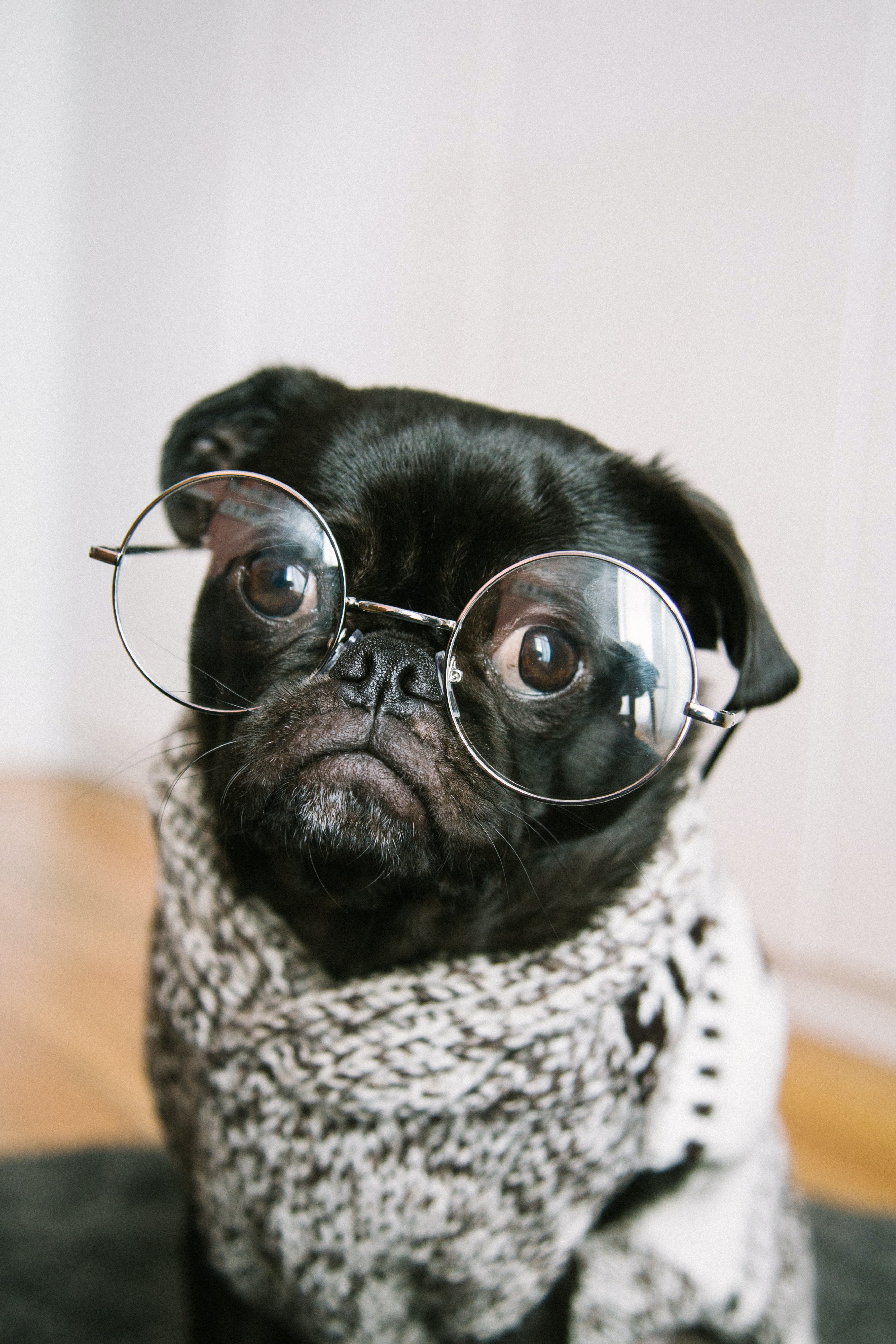 Funny animal