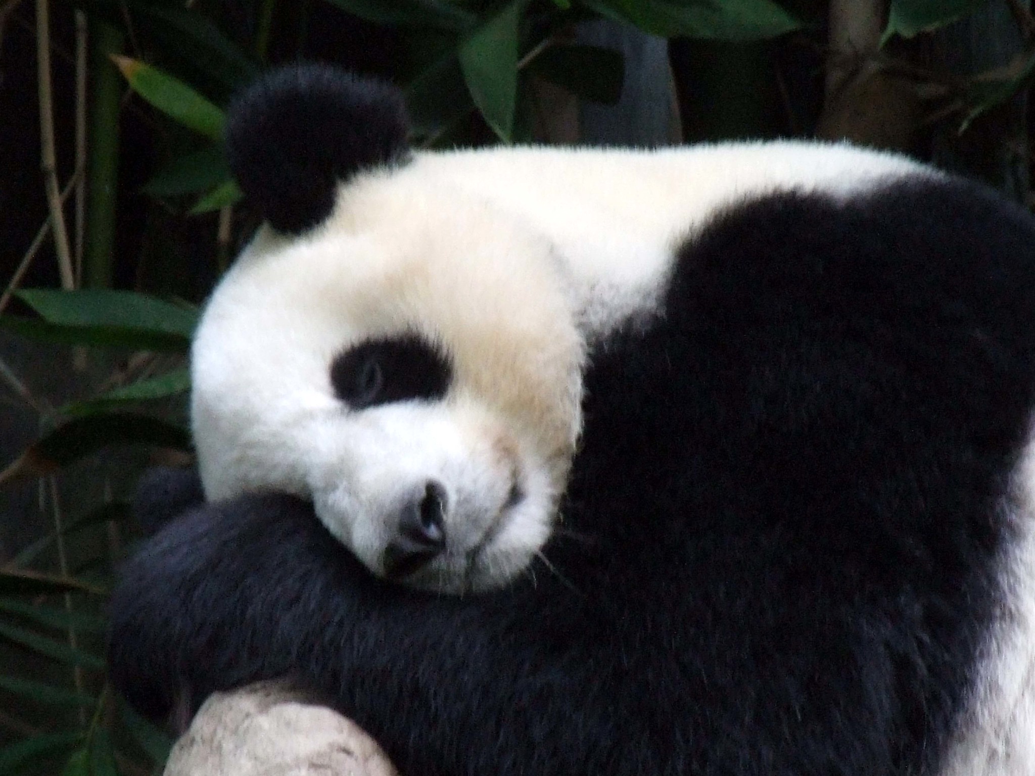 Giant panda