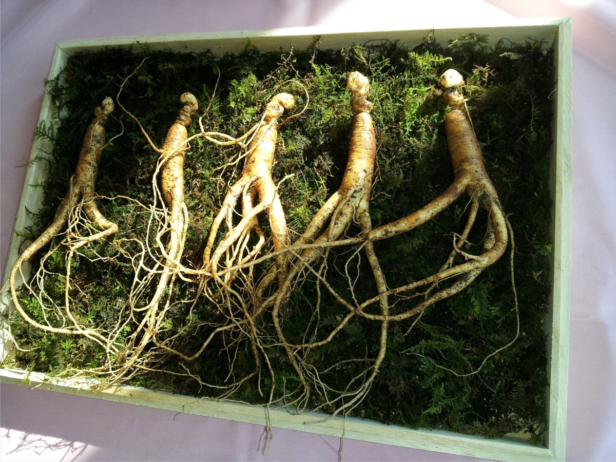 Ginseng logo