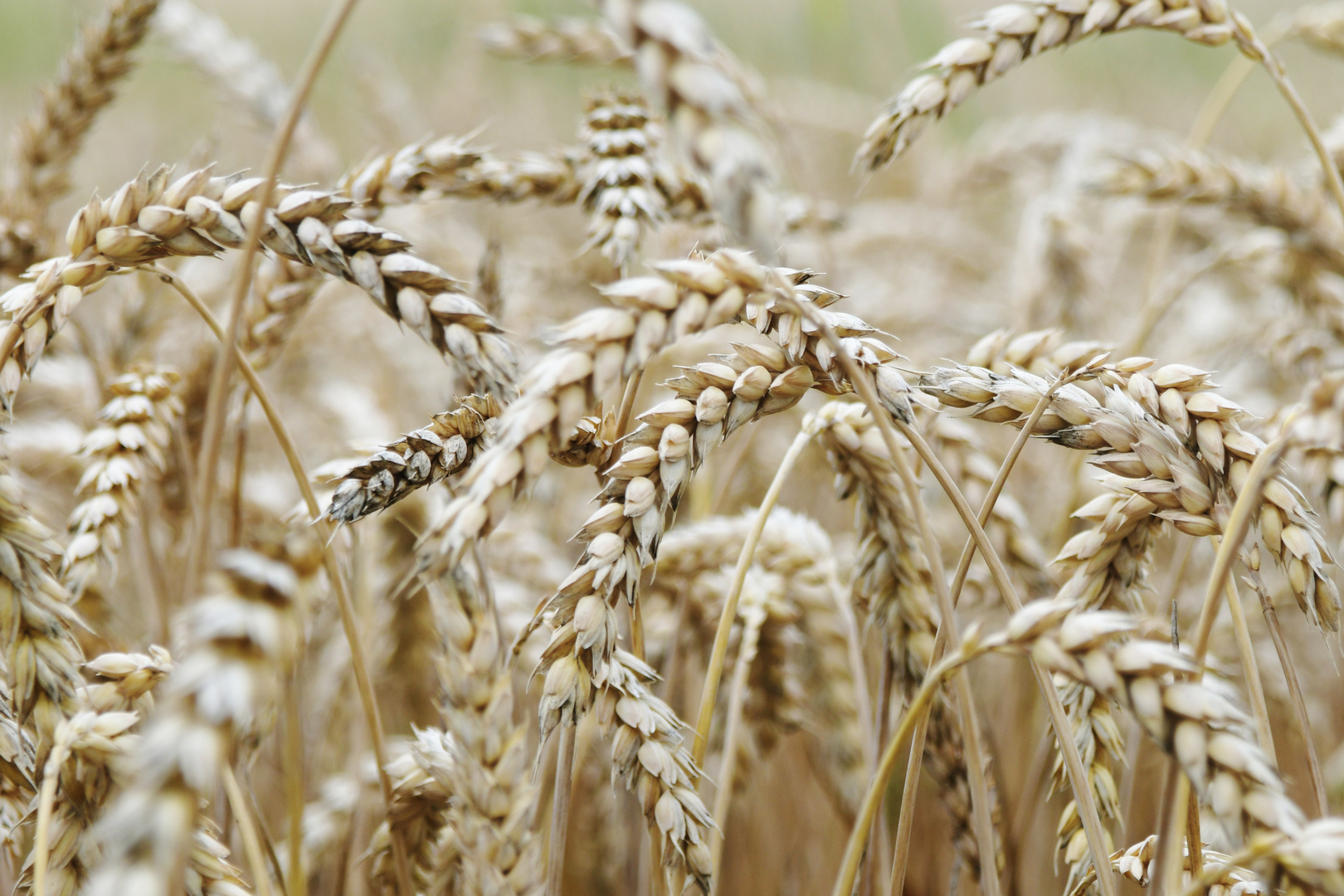 Gluten