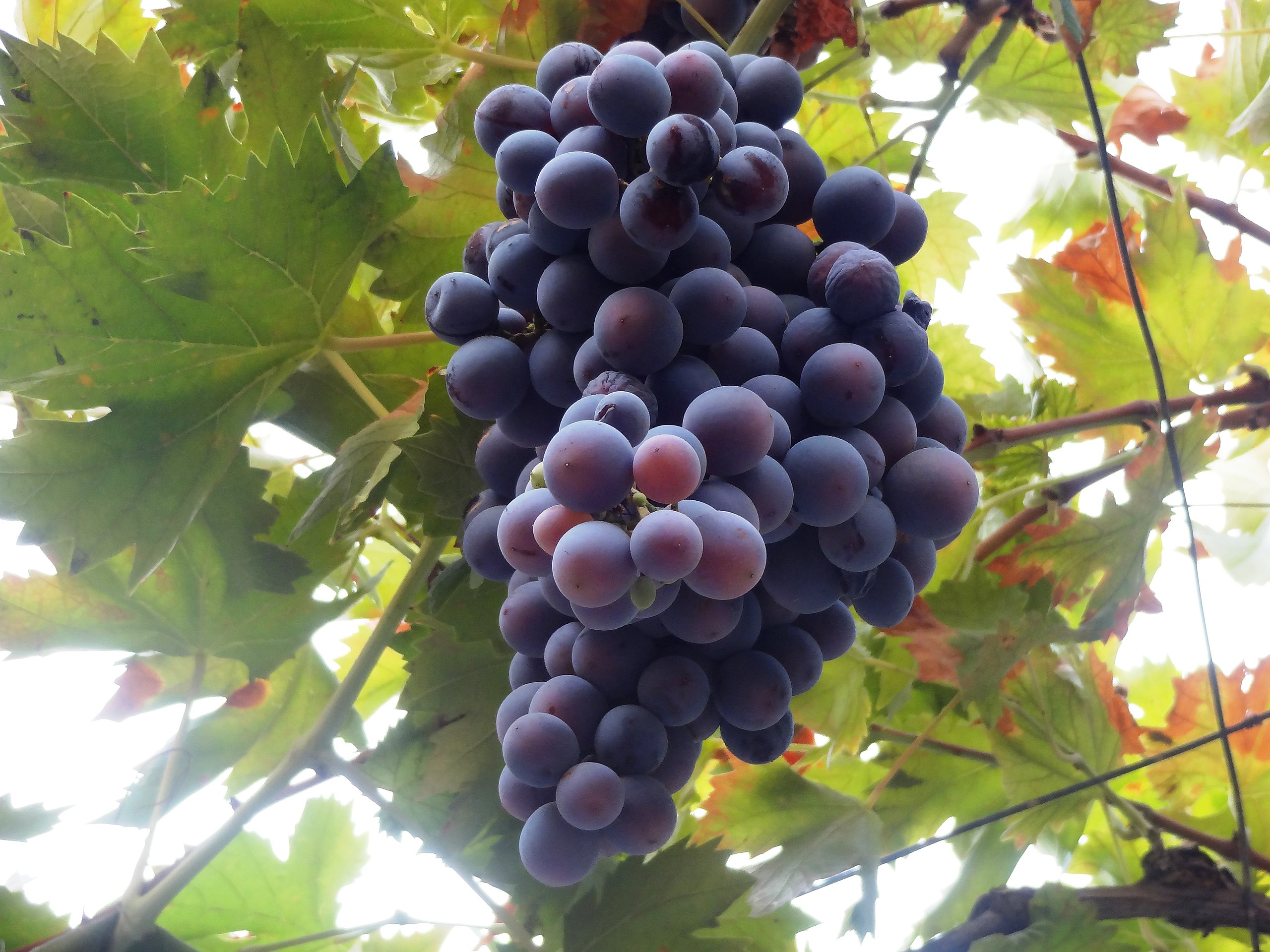 Grape