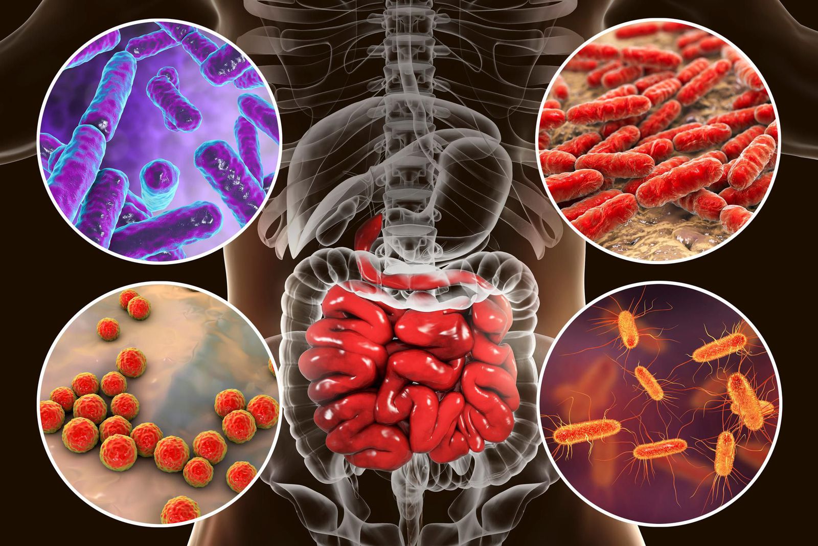 Gut flora logo