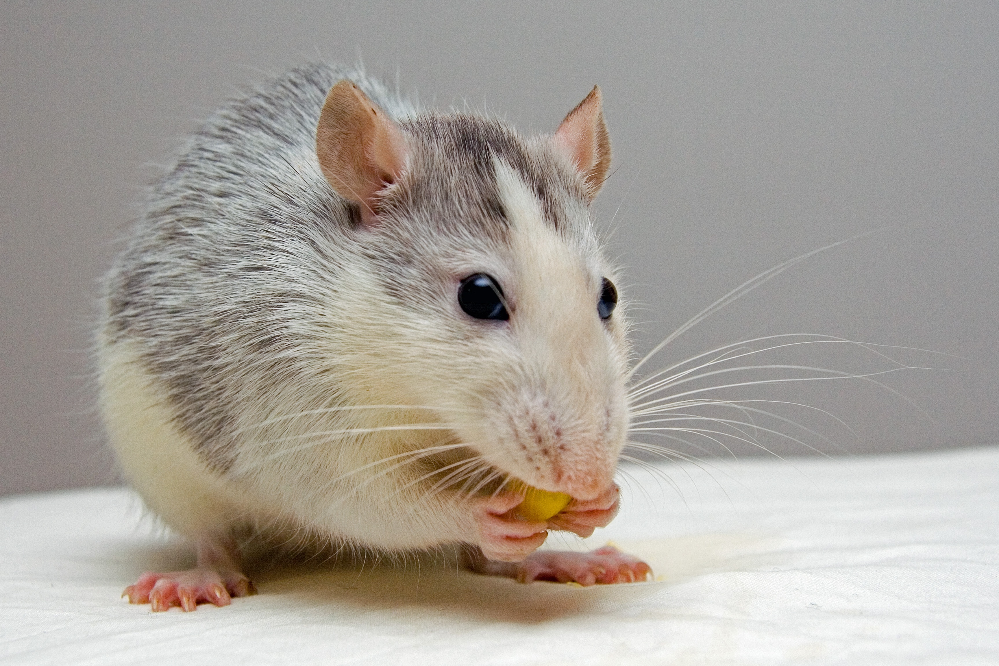 Hamster