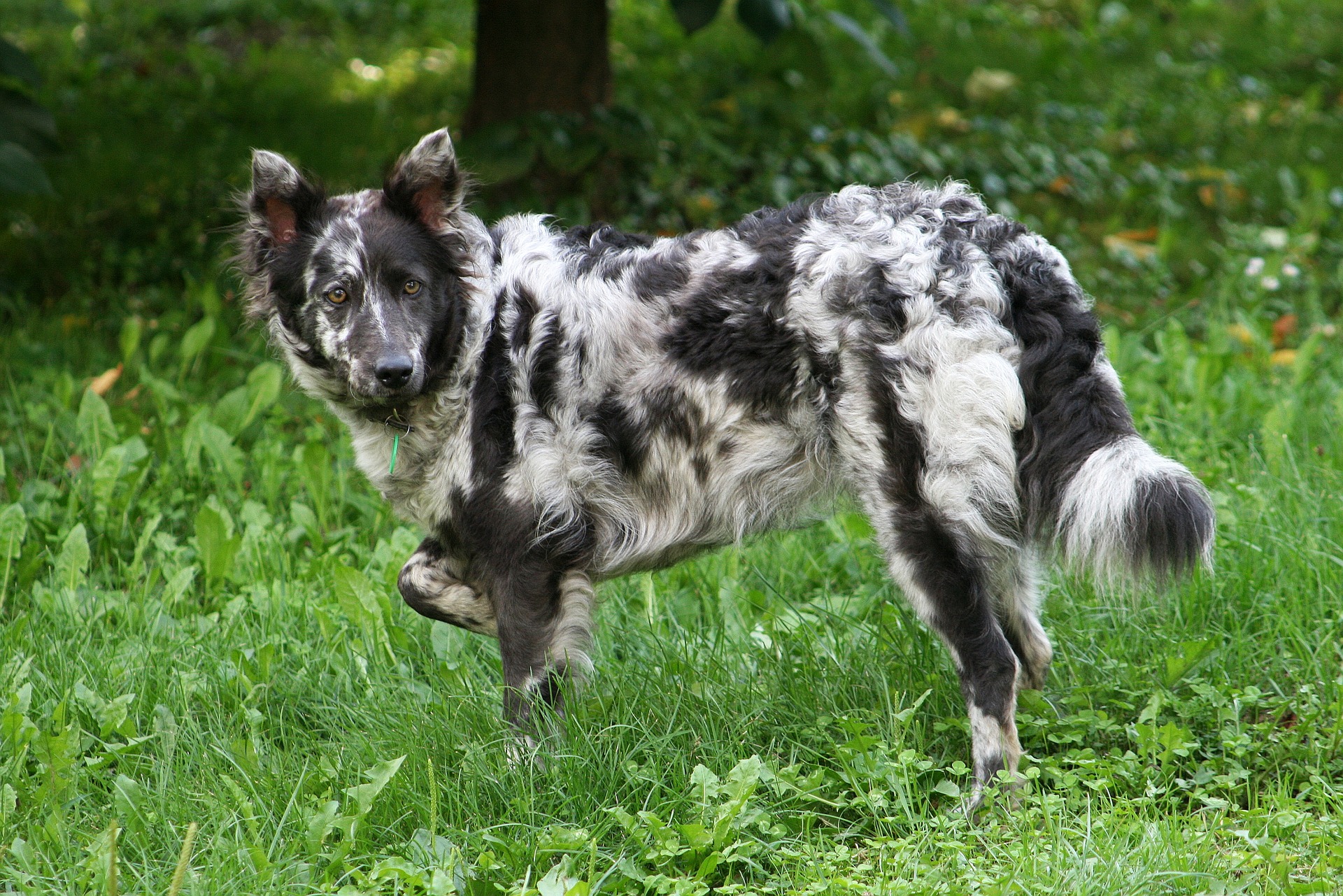 Herding dog logo