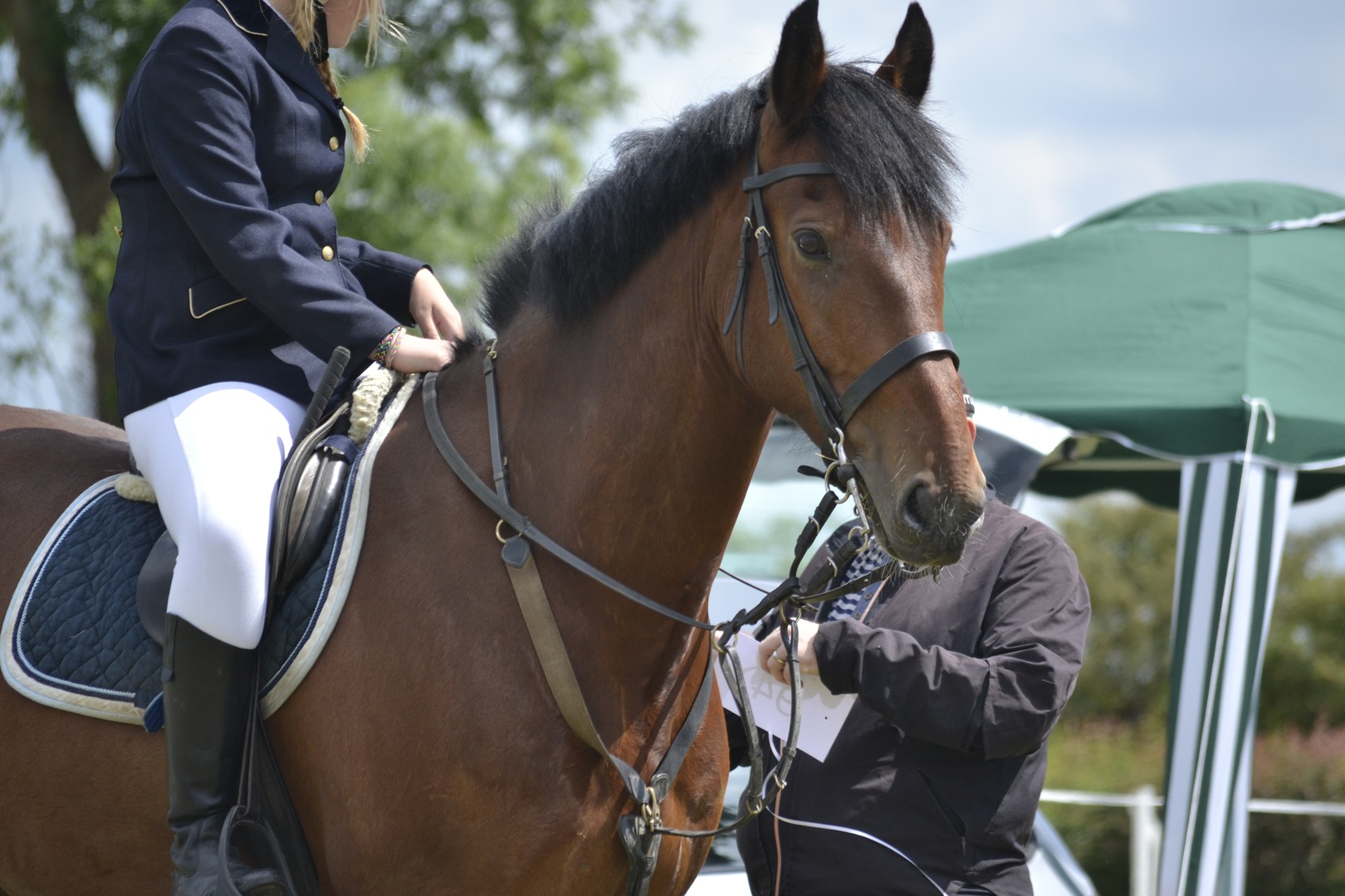 Horse & Rider
