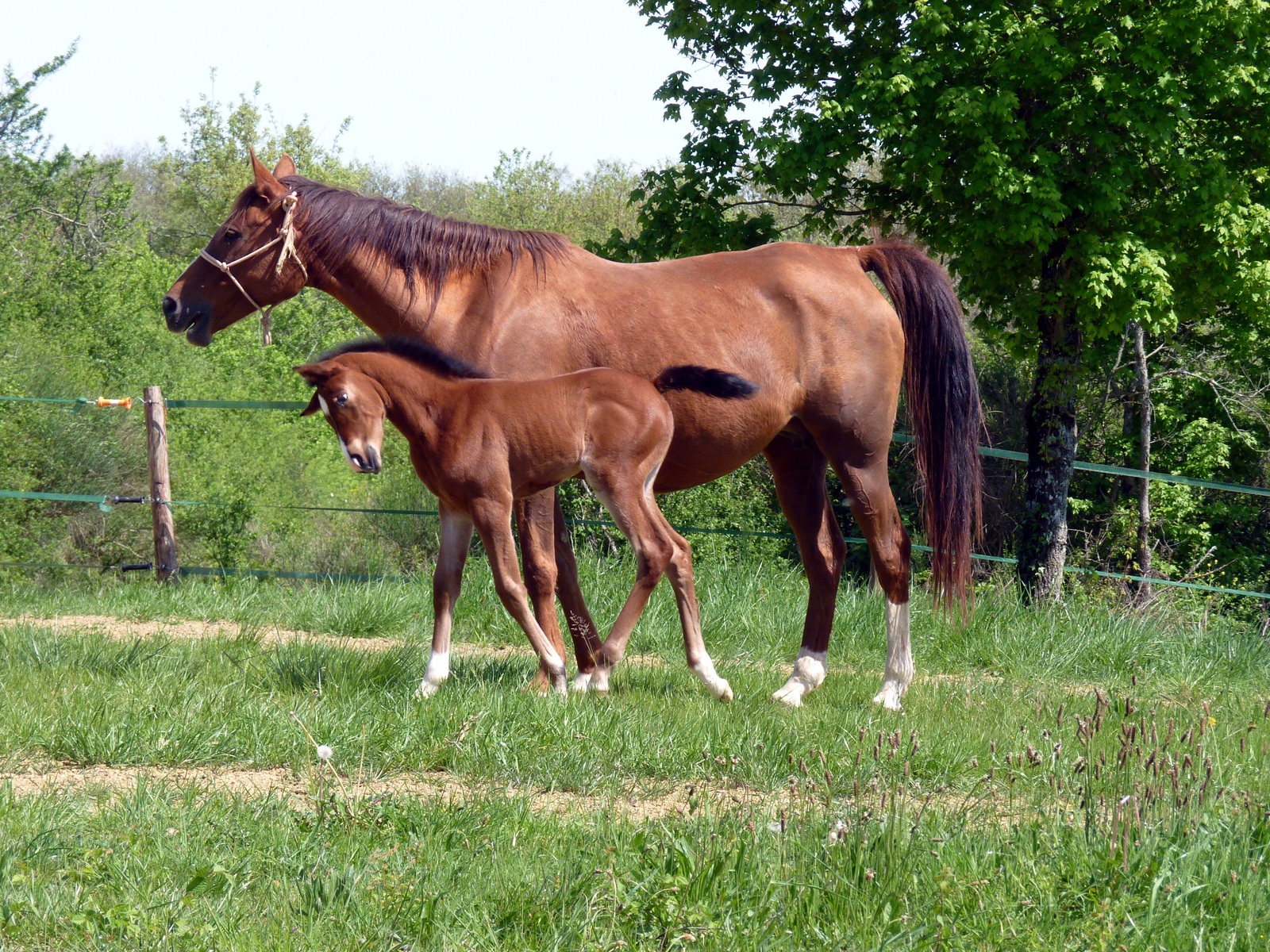 Horse breeding