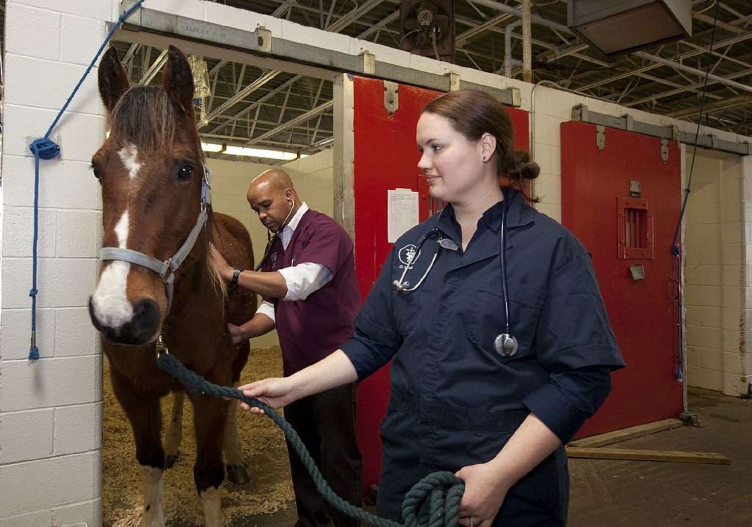 Horse care logo