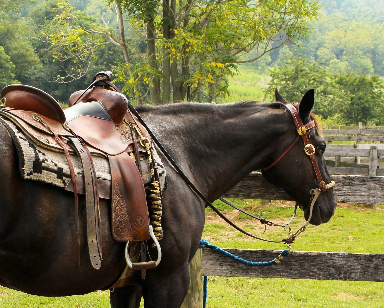 Horse tack logo