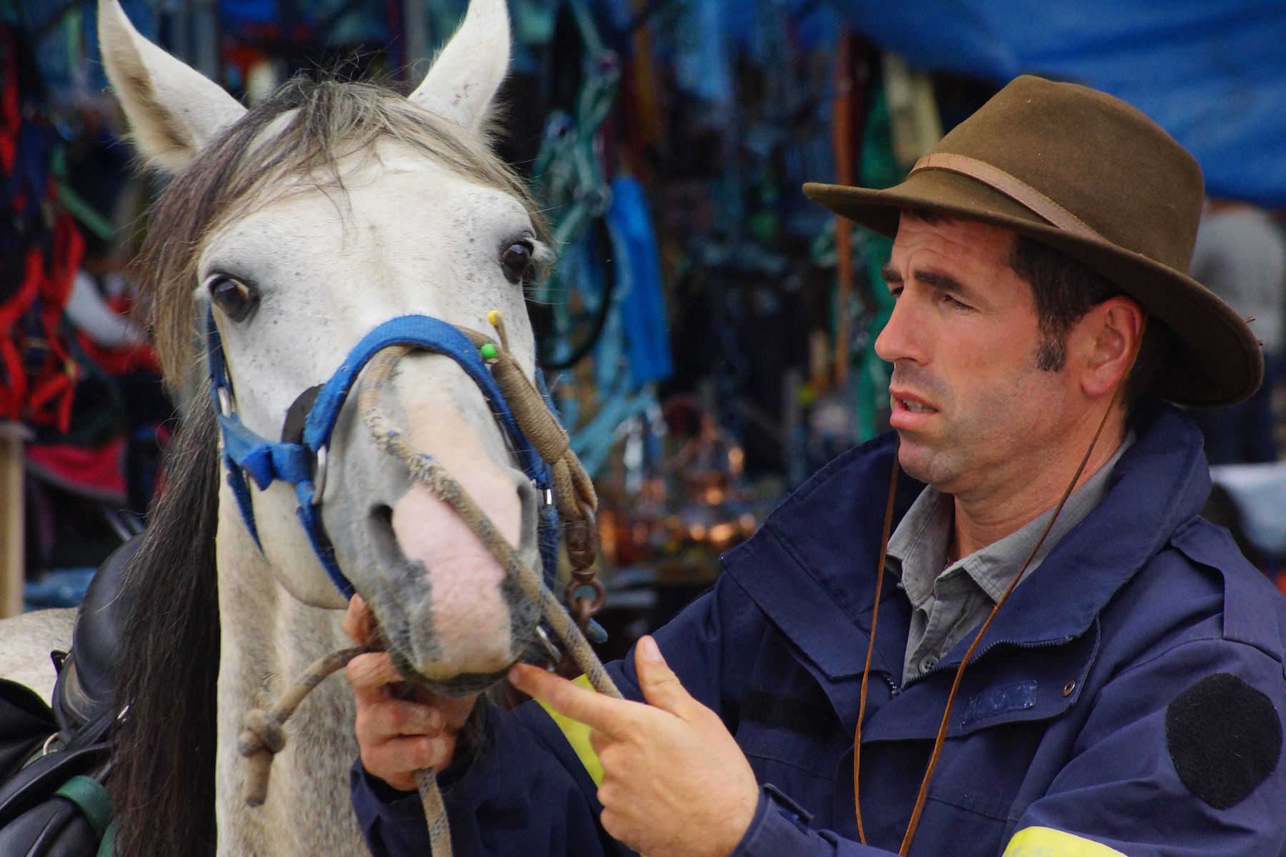 Horse trainer logo