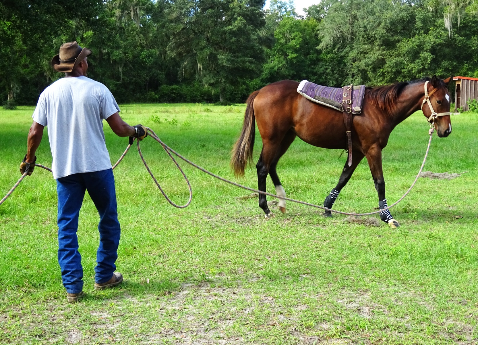 Horse training