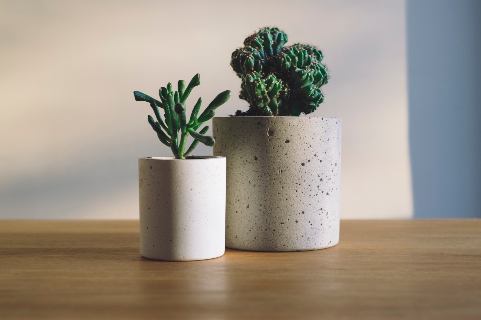 Houseplant