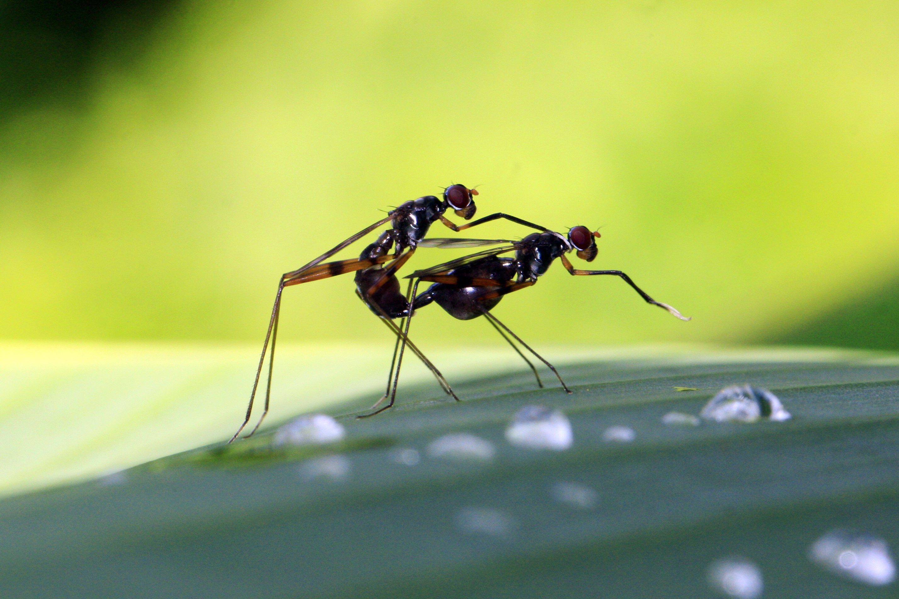 Insect