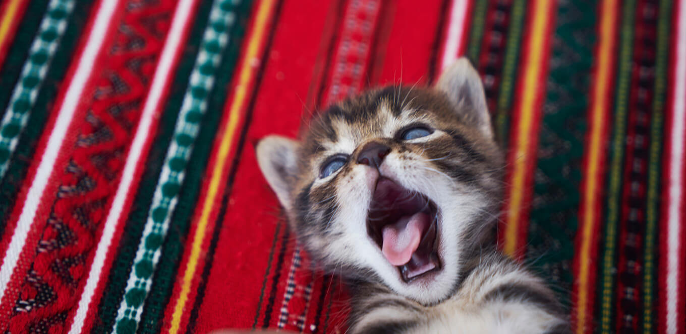 Kitten