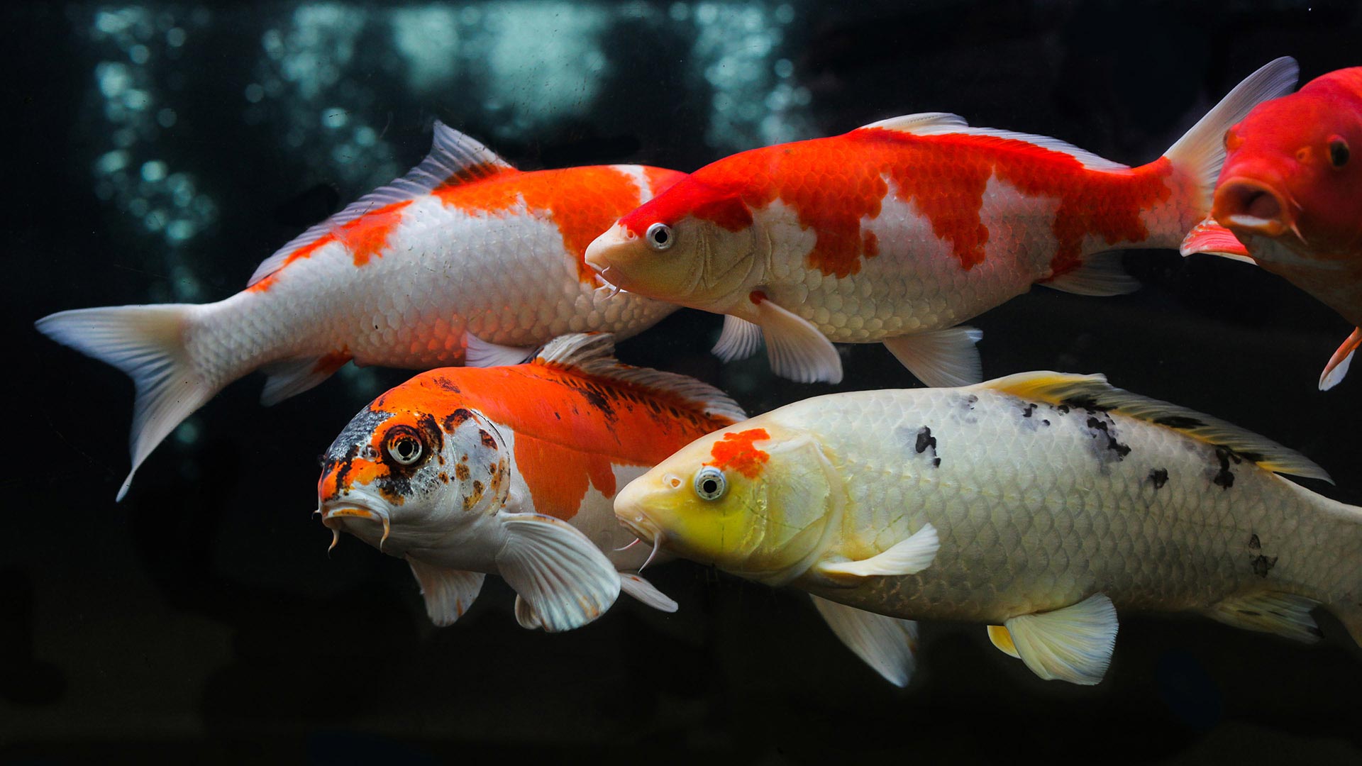 Koi