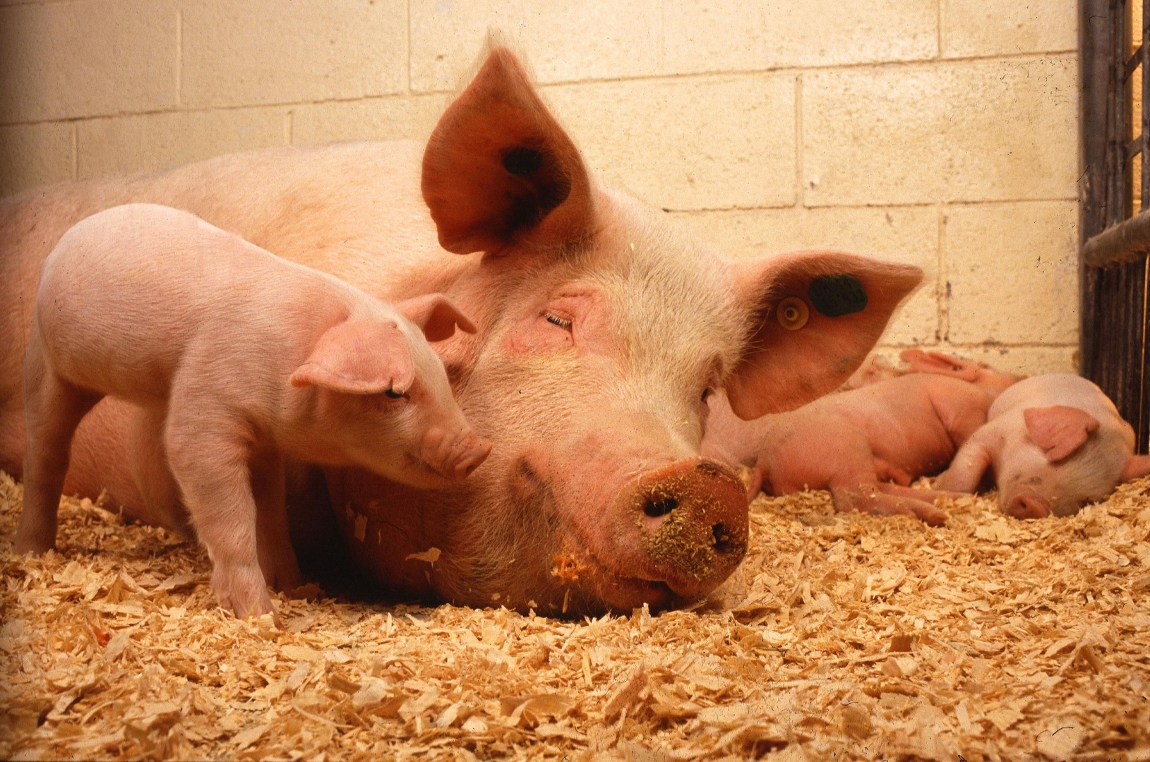 Livestock