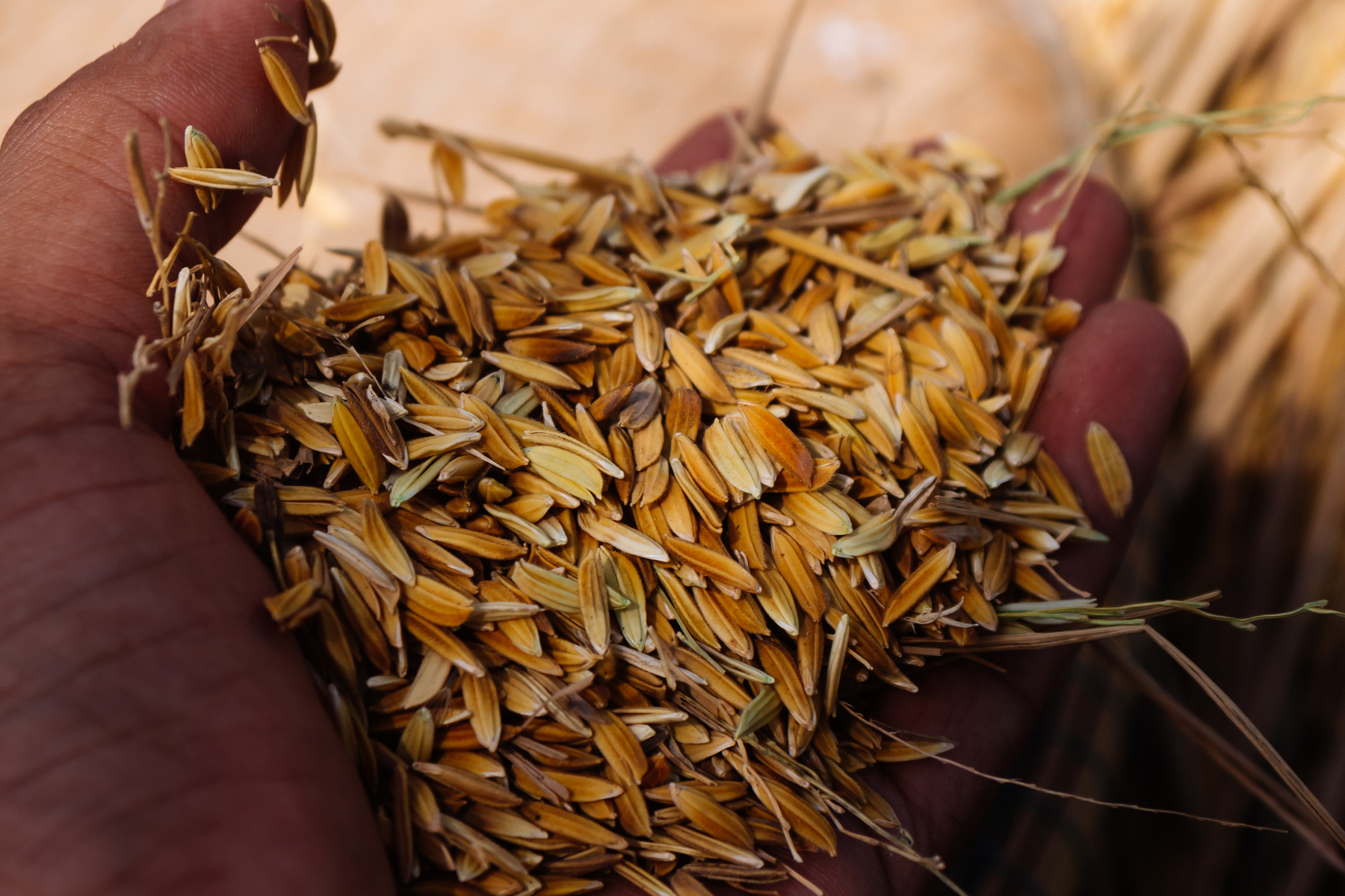 Malt logo