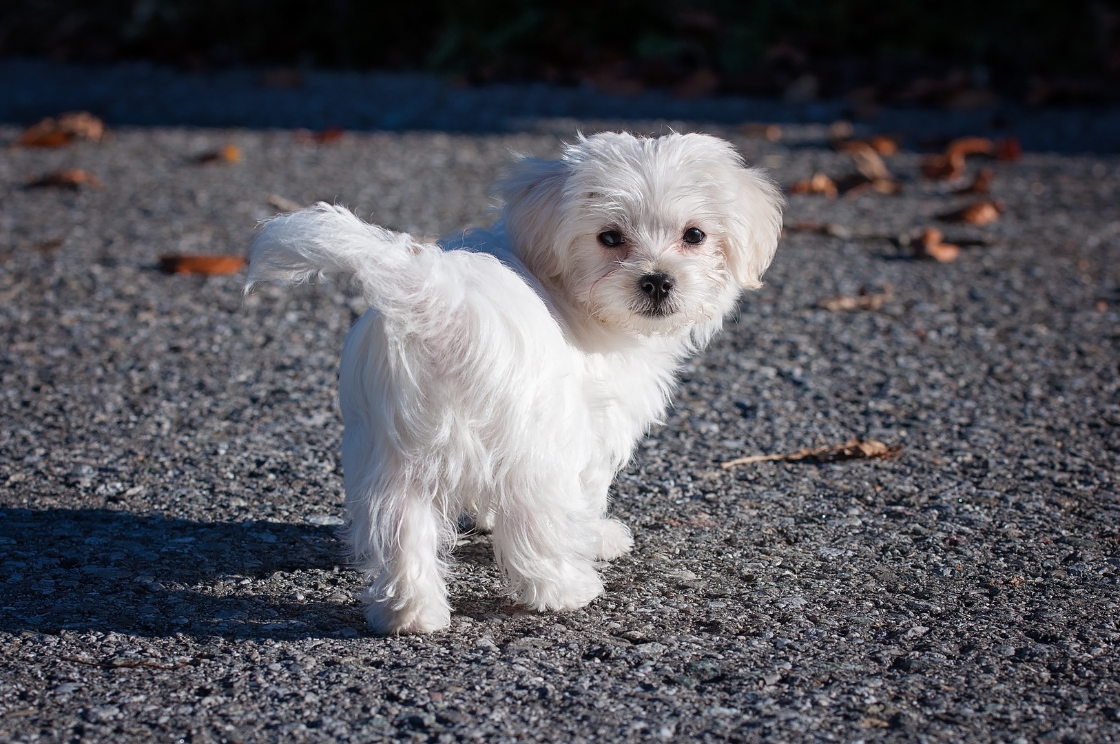 Maltese (dog)