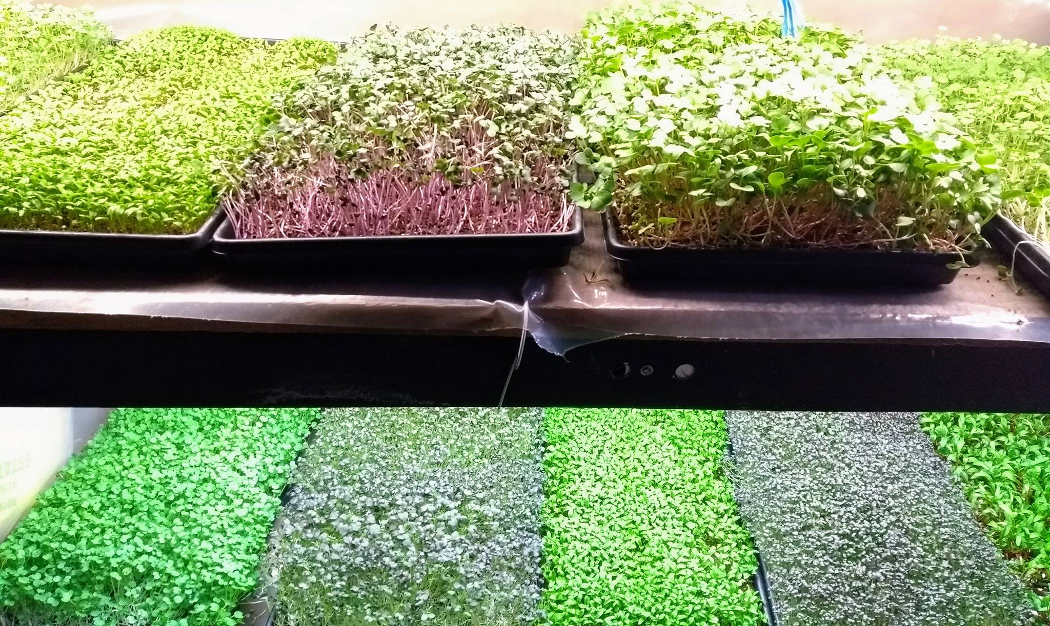 Microgreen