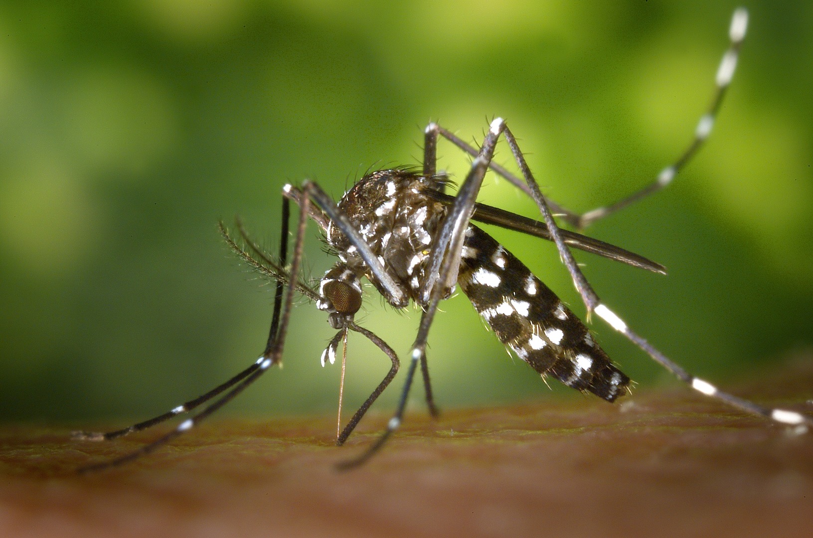 Mosquito logo