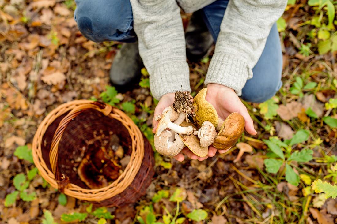 Mushroom hunting logo