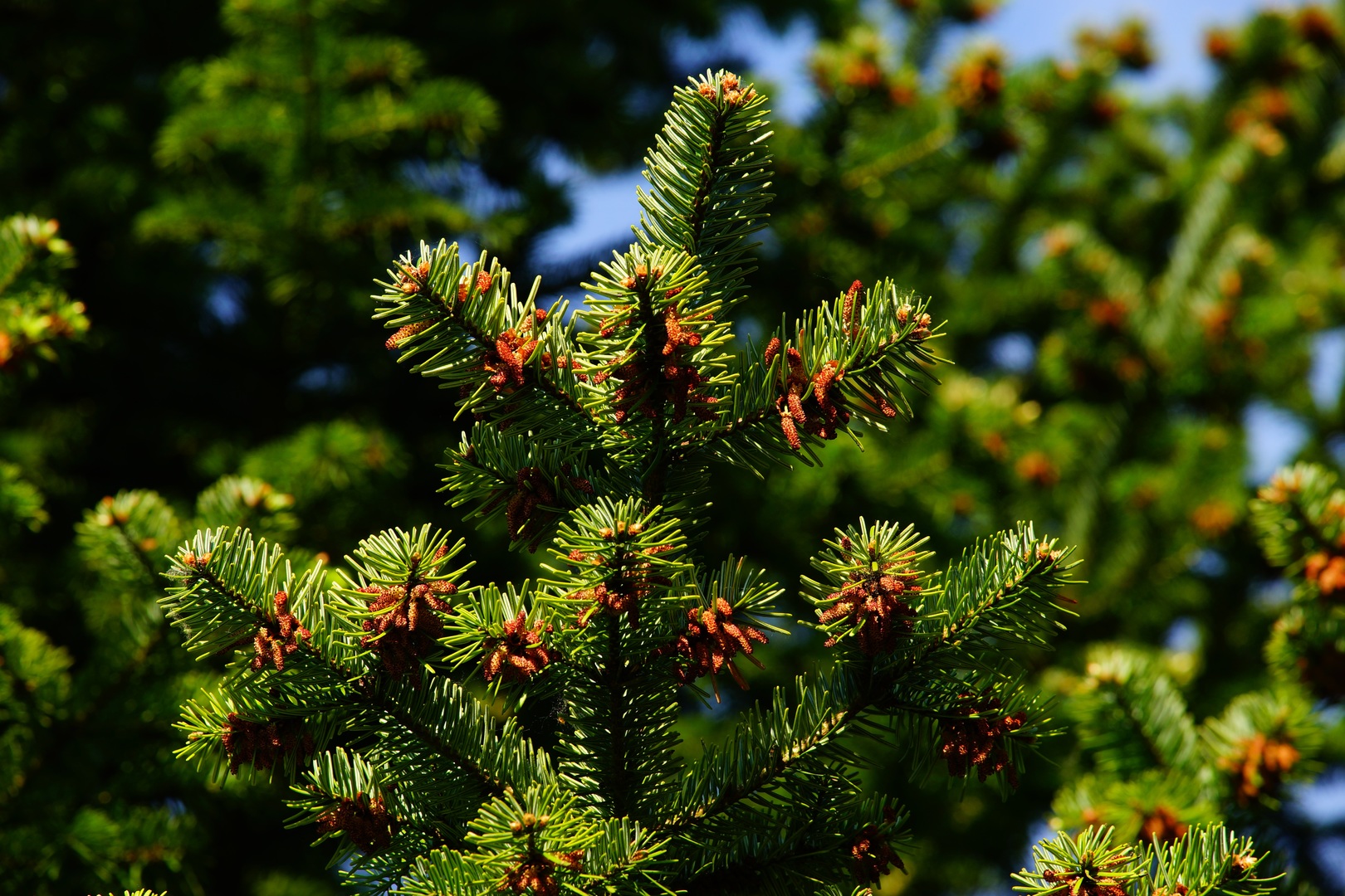 Nature photography