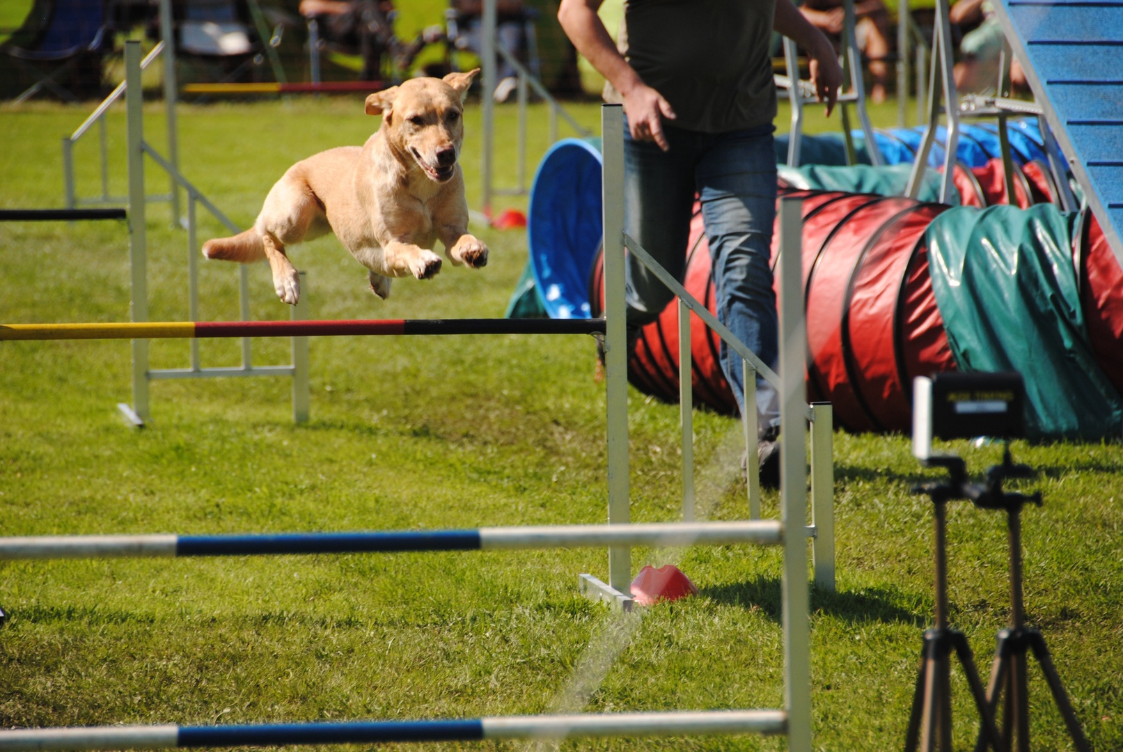 Obedience training logo