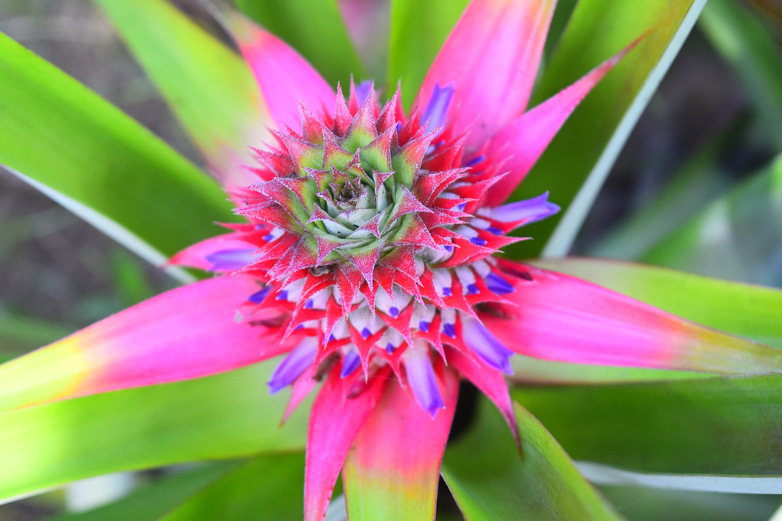 Ornamental plant