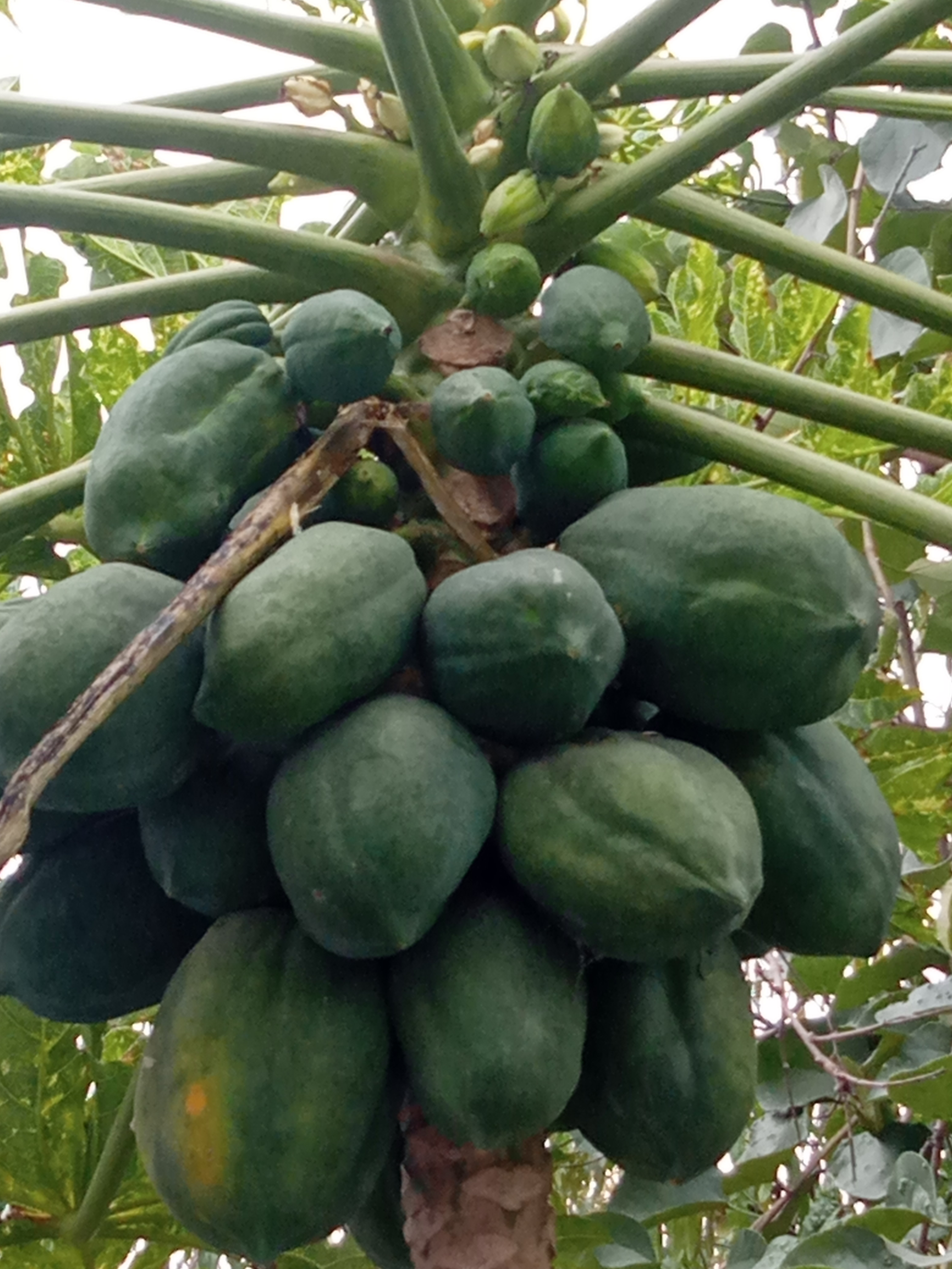 Papaya