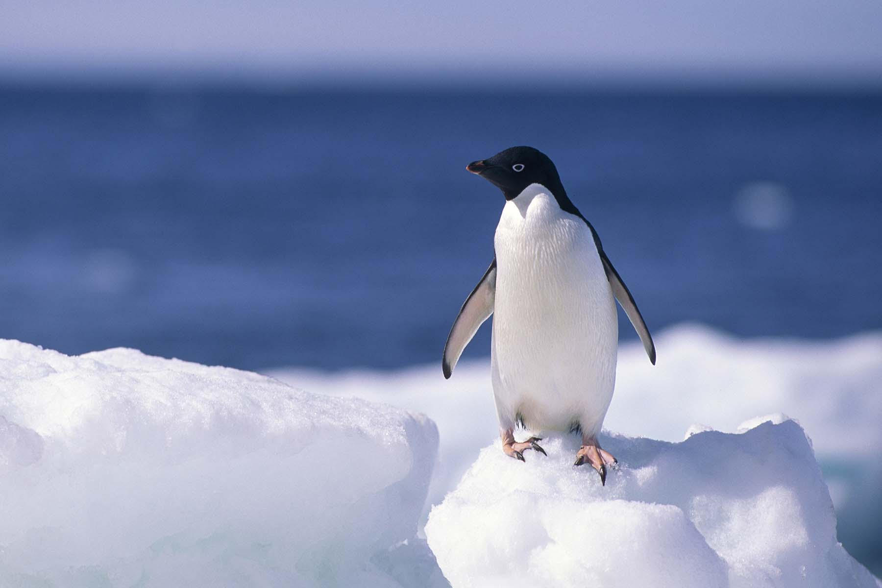 Penguin logo