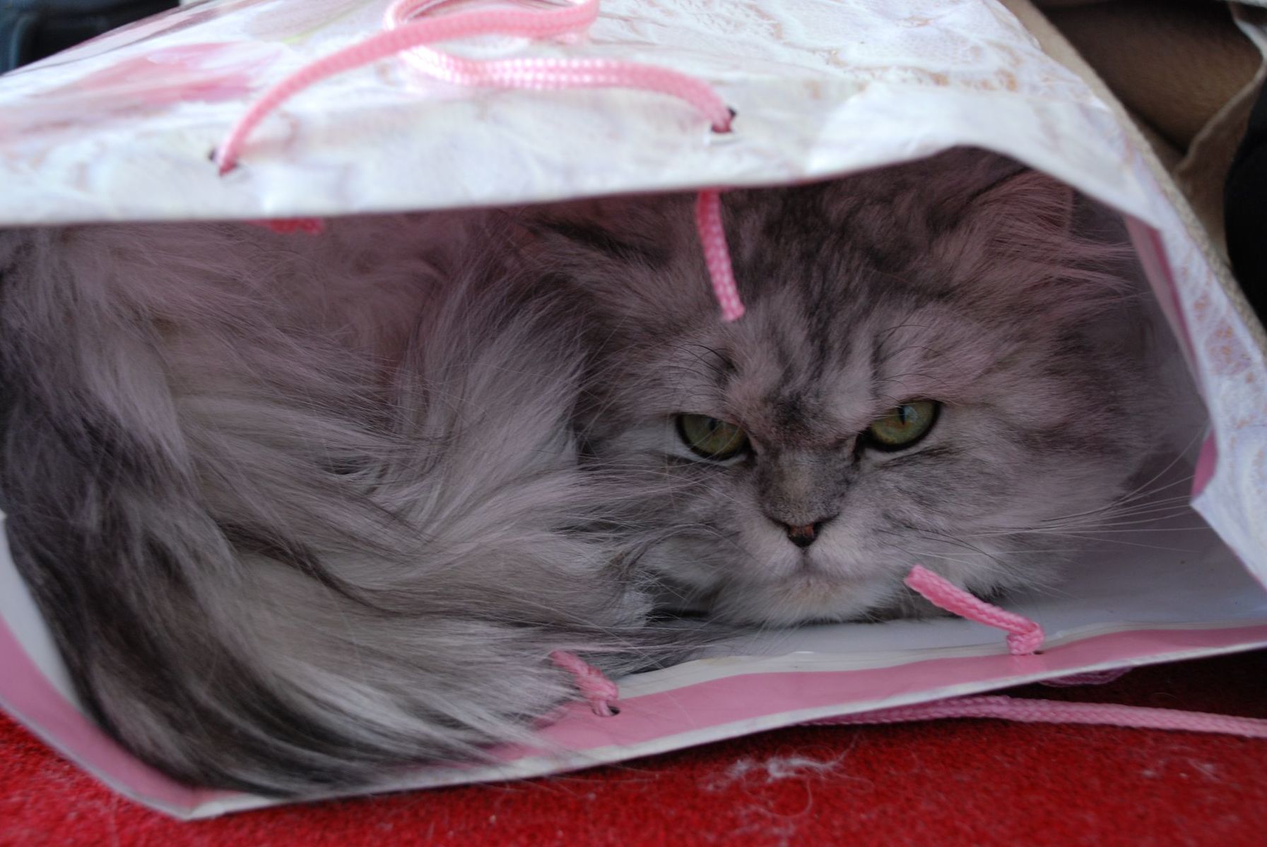 Persian cat