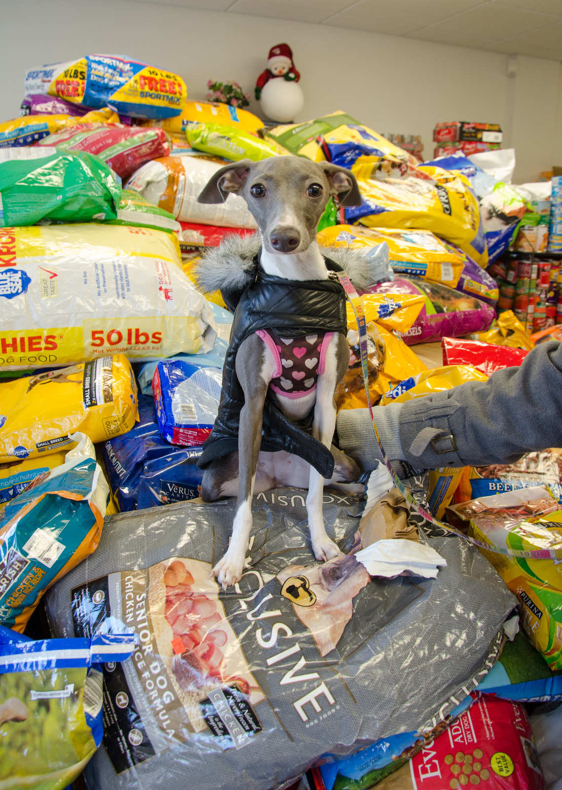 Pet food