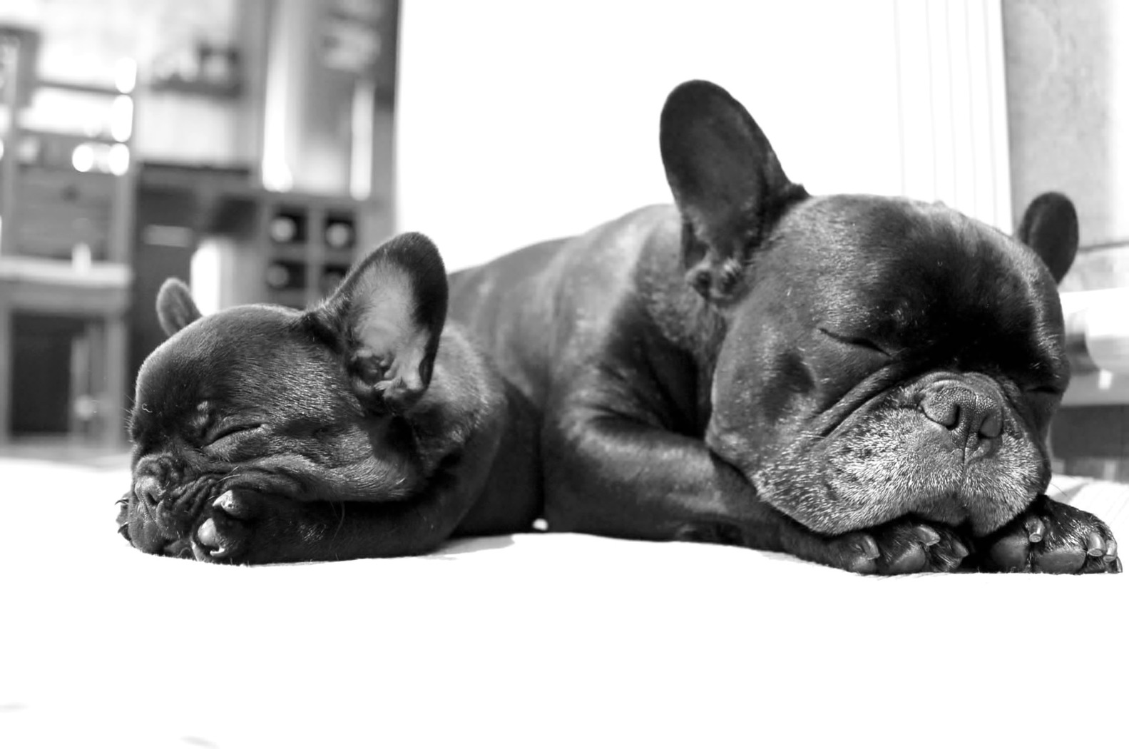 Pets