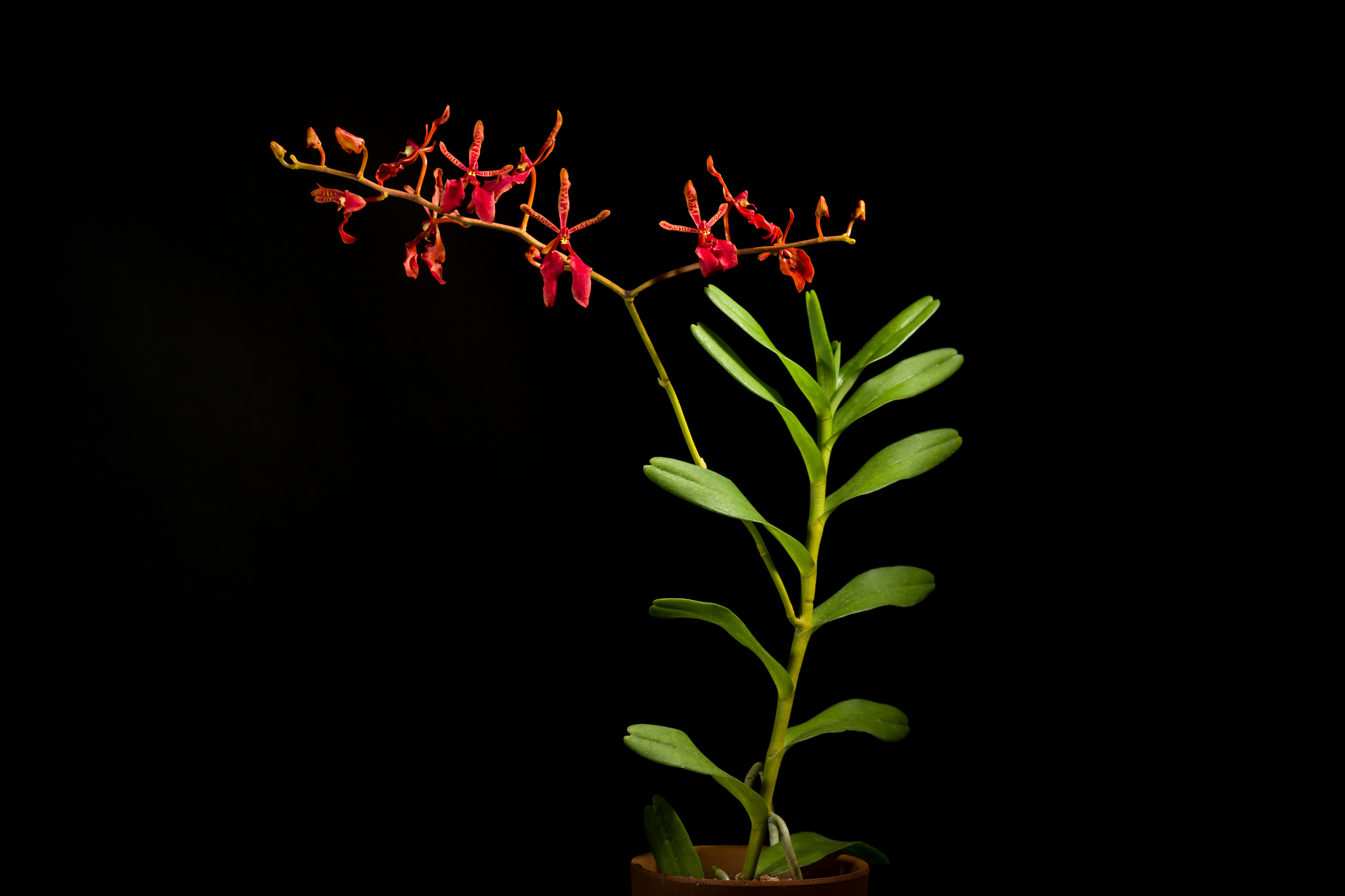 Plant morphology logo