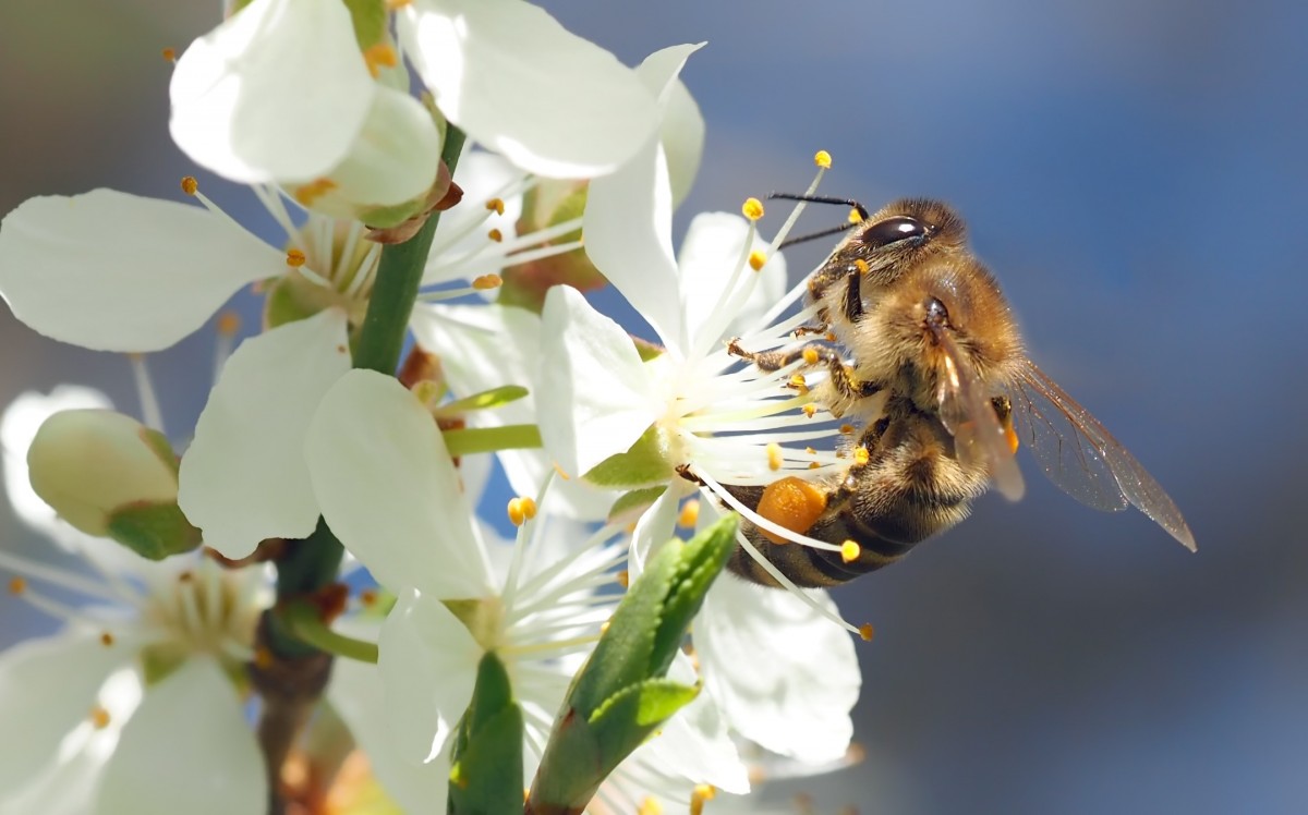 Pollen logo