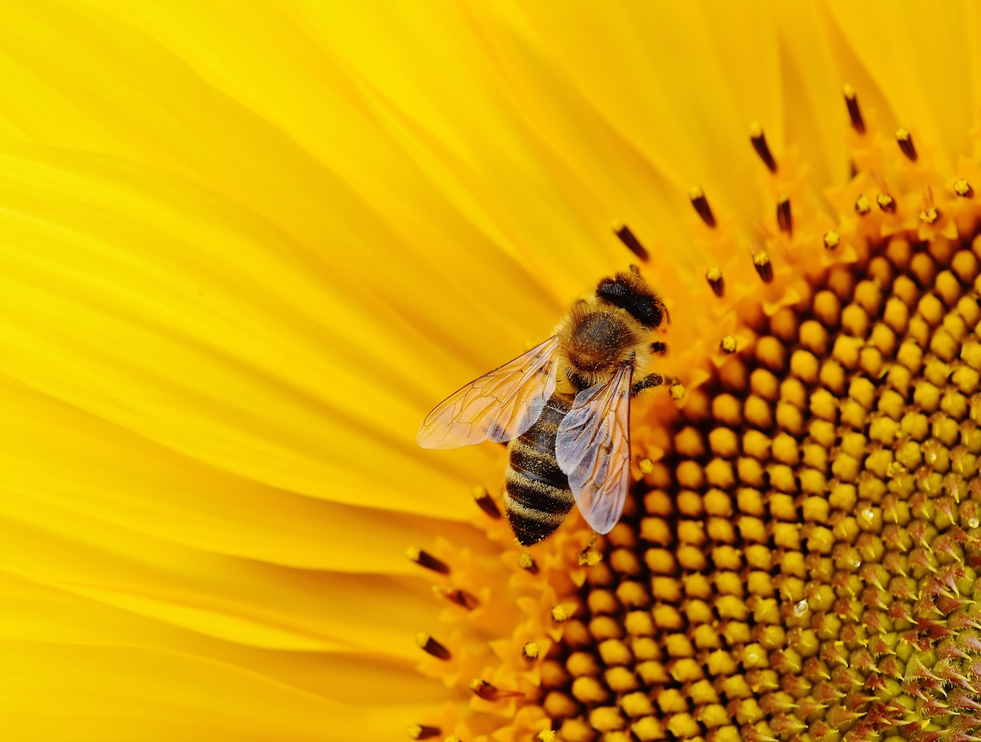 Pollination logo