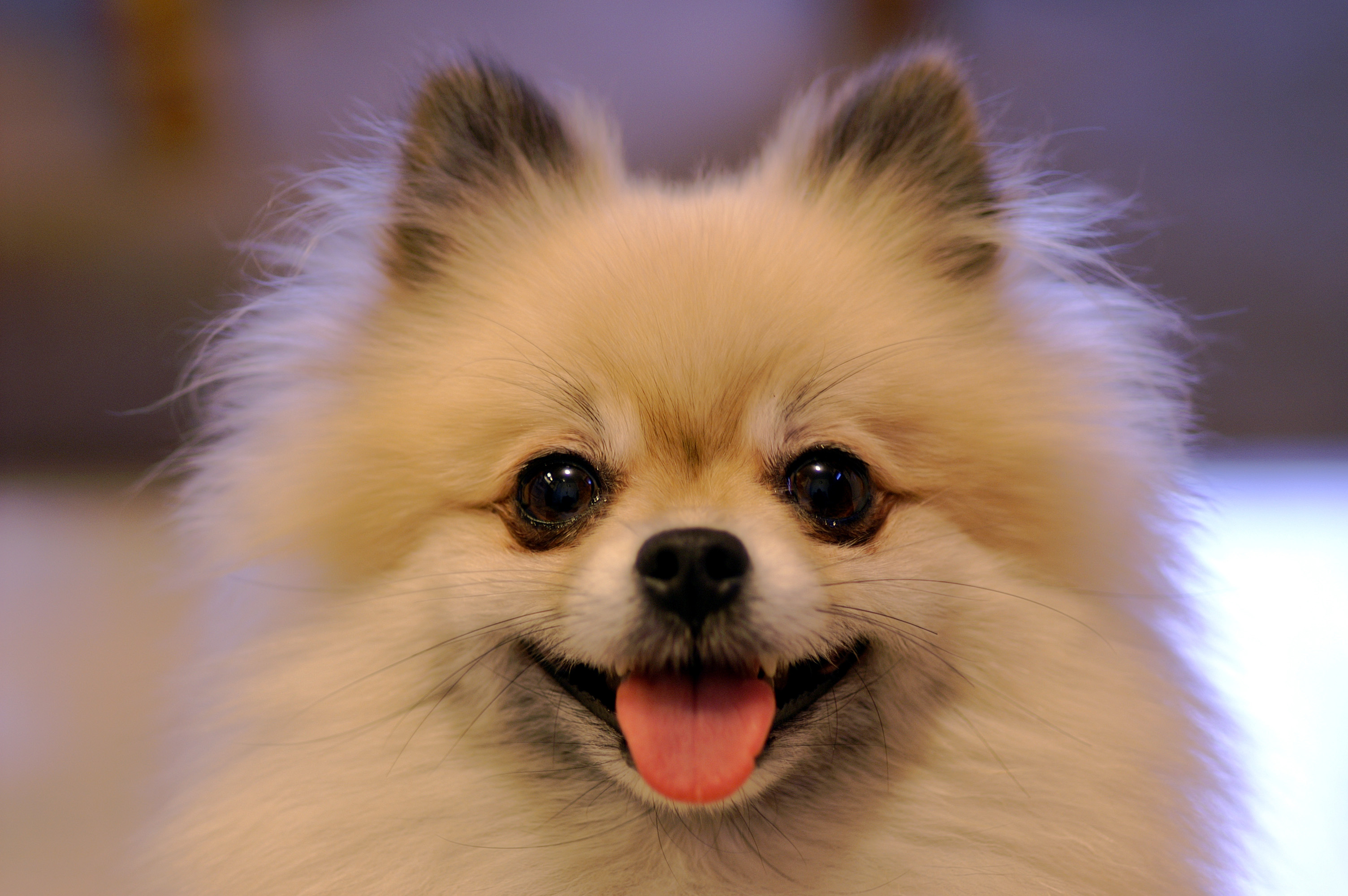 Pomeranian (dog)