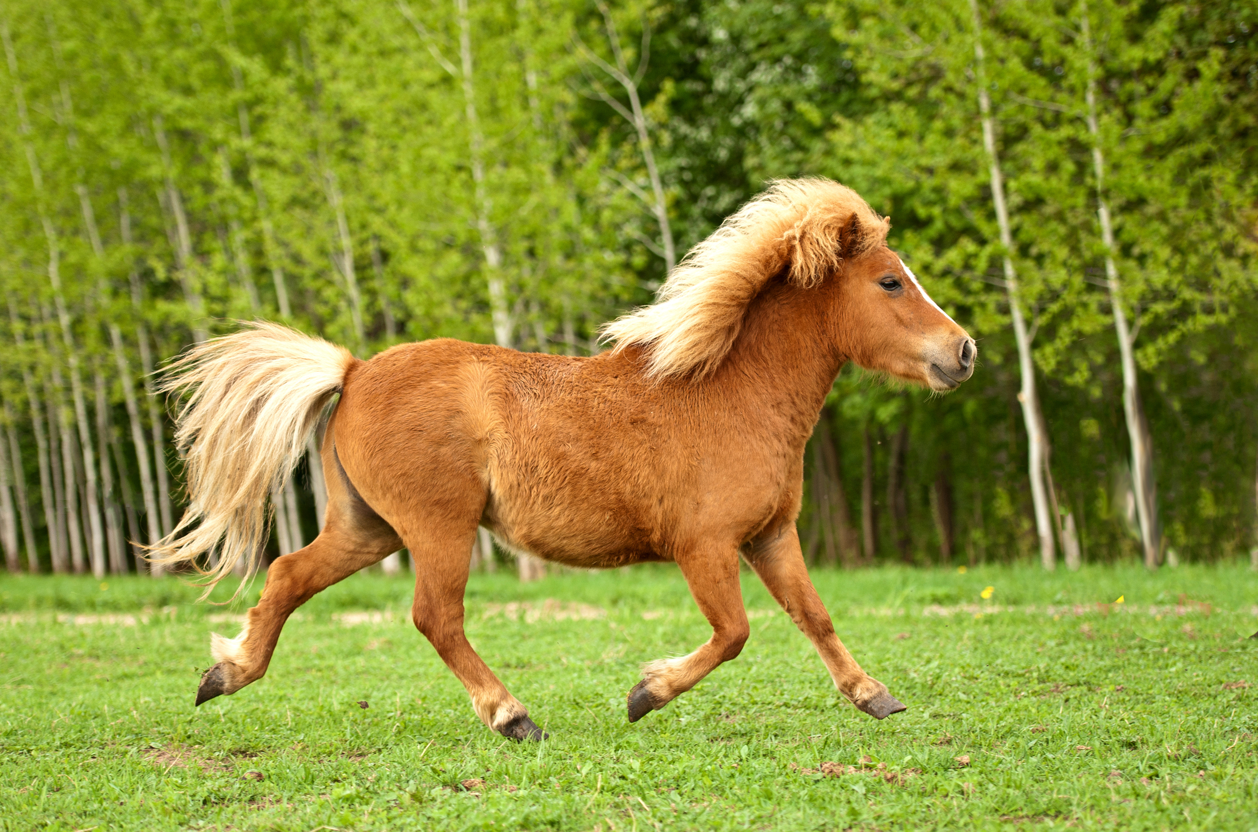 Pony