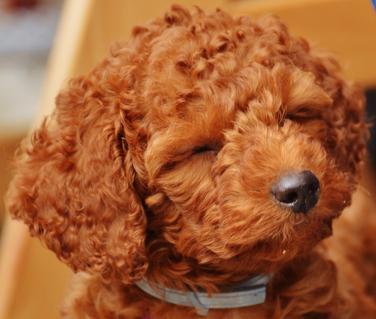 Poodle