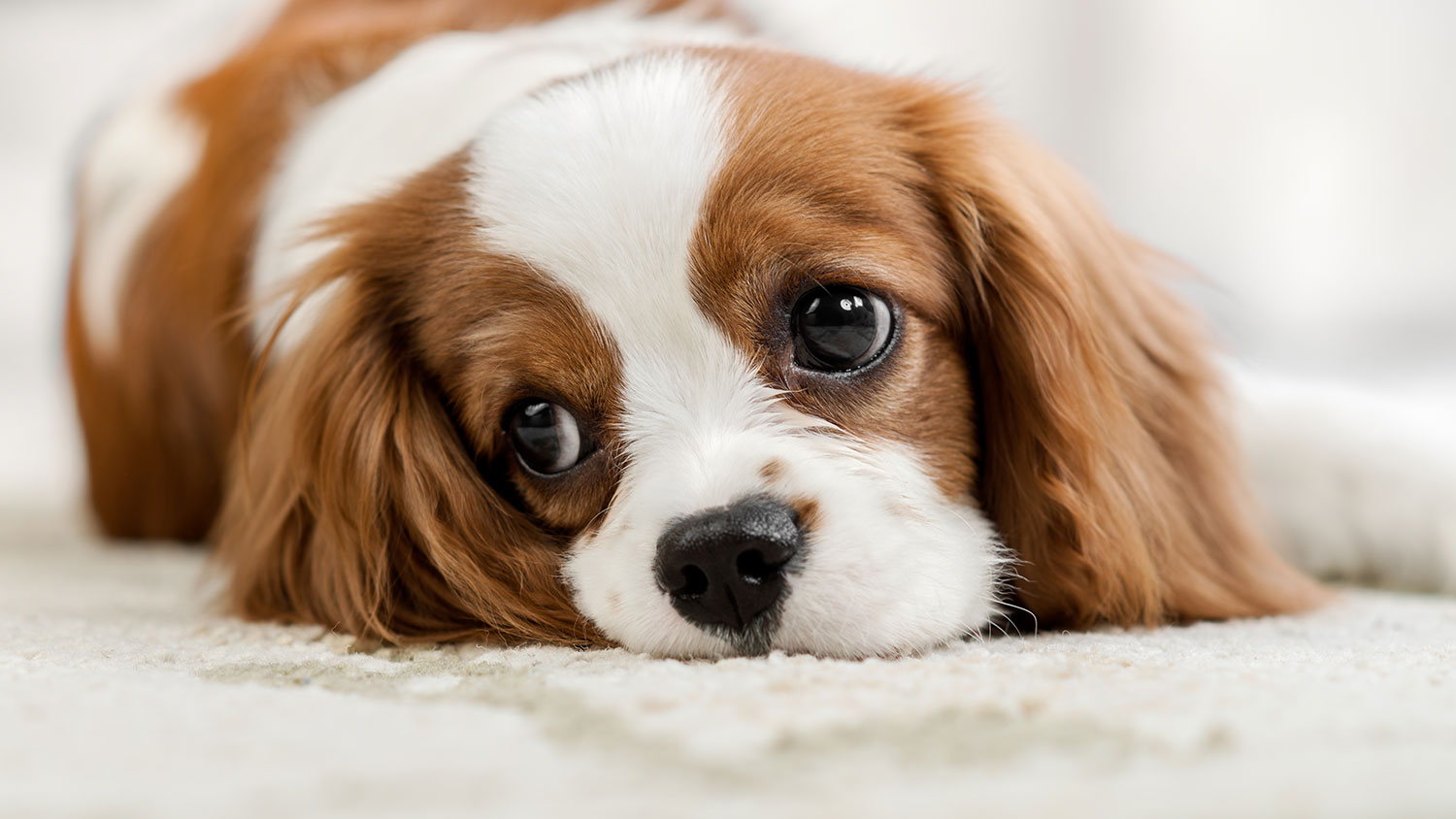 Puppy logo