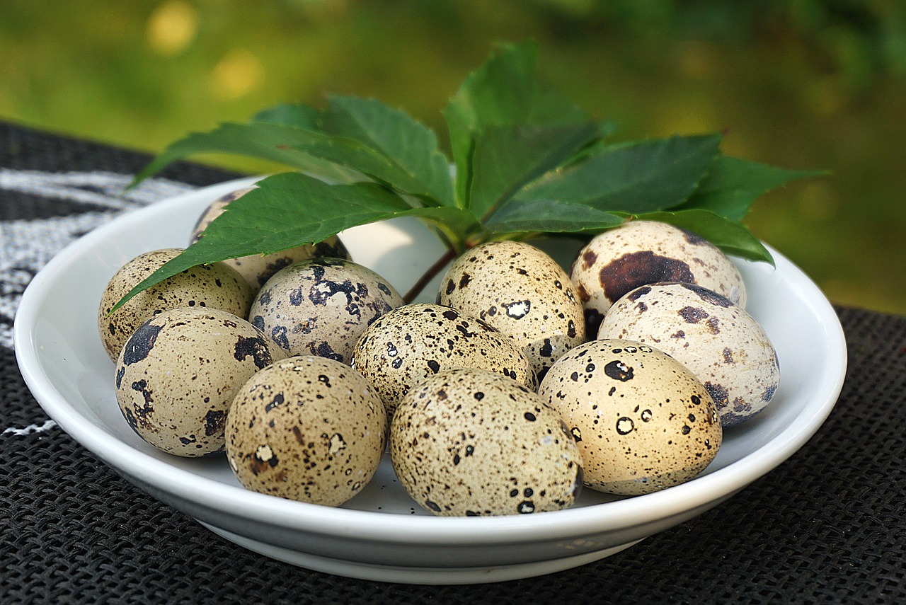 Quail eggs