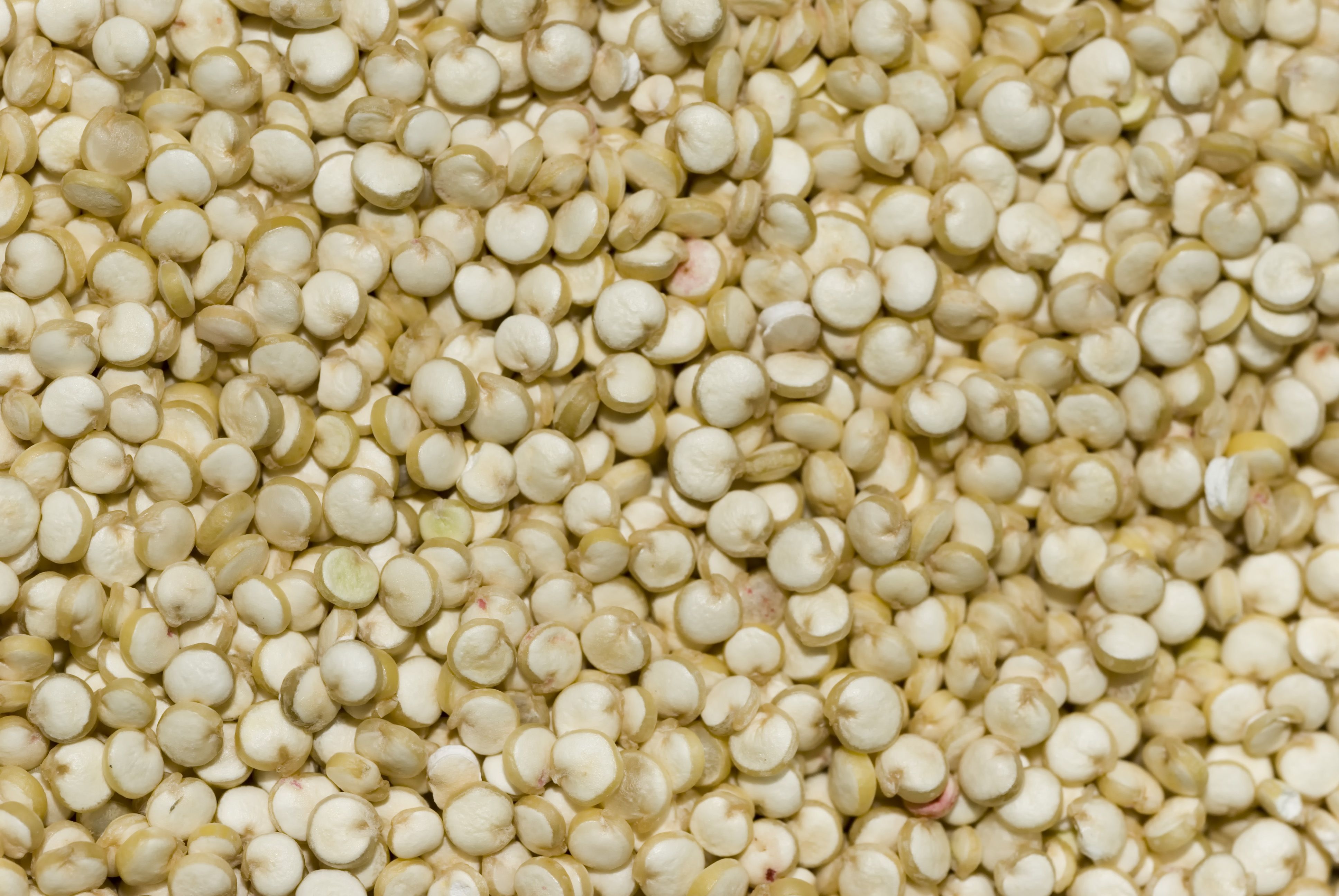 Quinoa logo