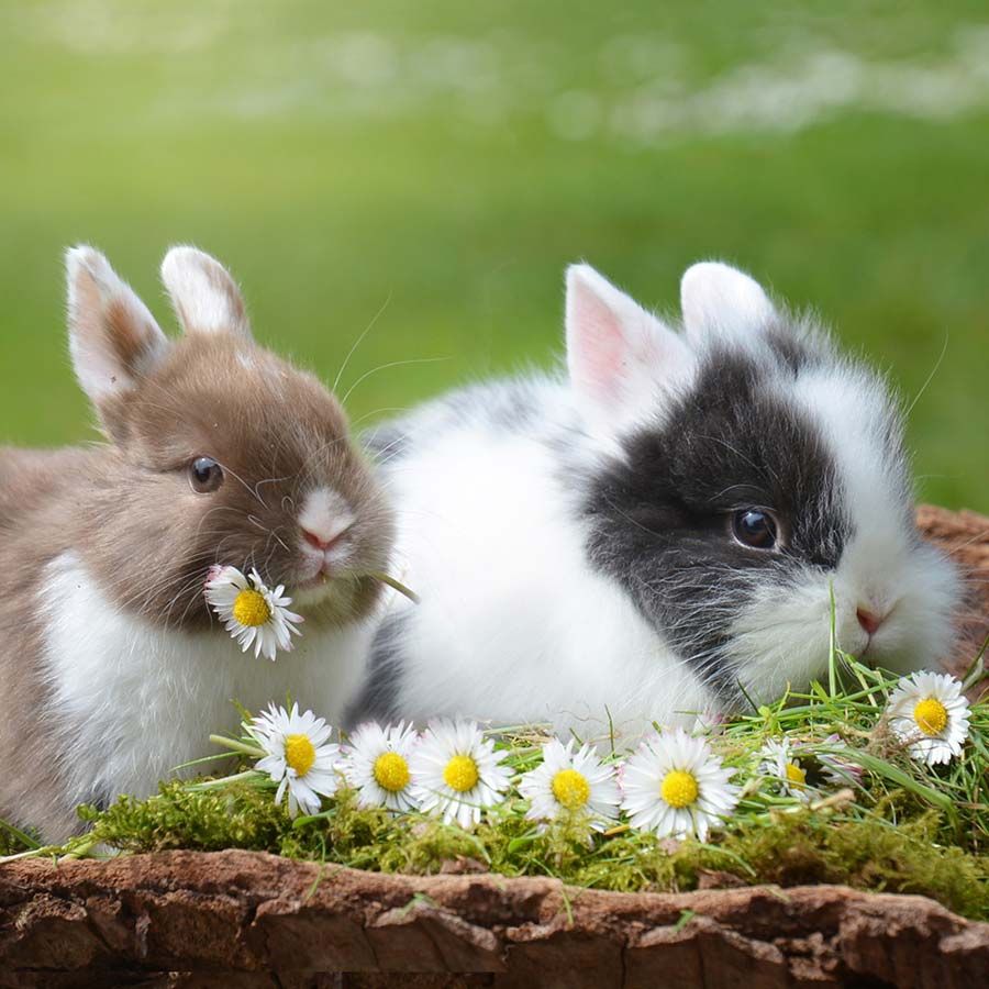 Rabbits