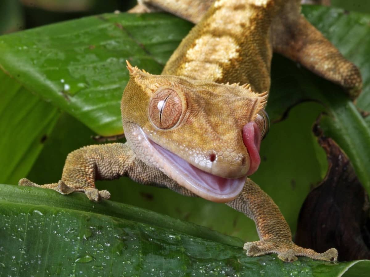Reptiles