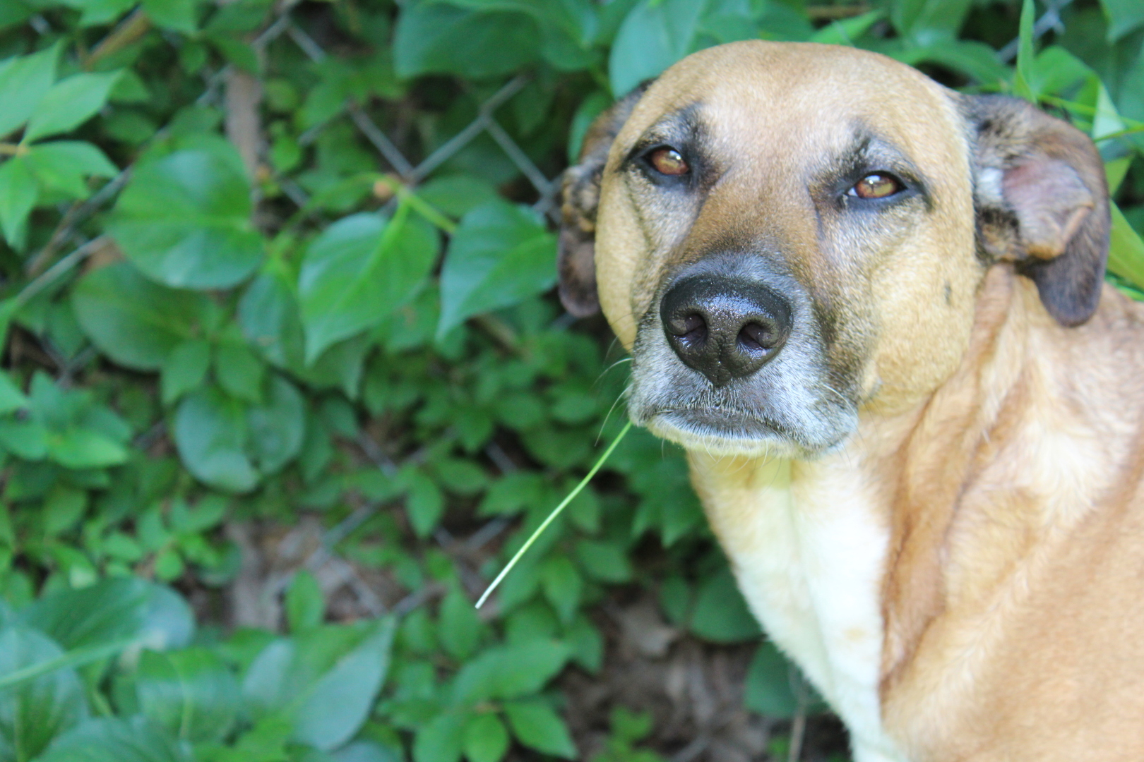 Rescue dog