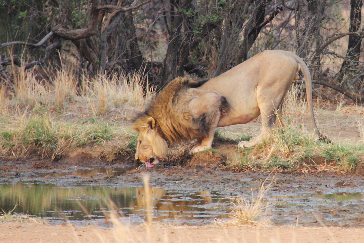 Safari lodge