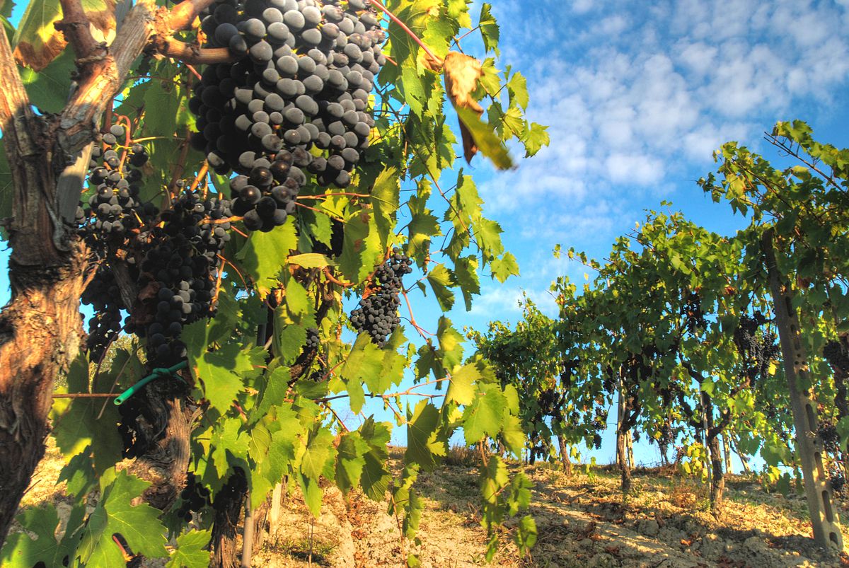 Sangiovese